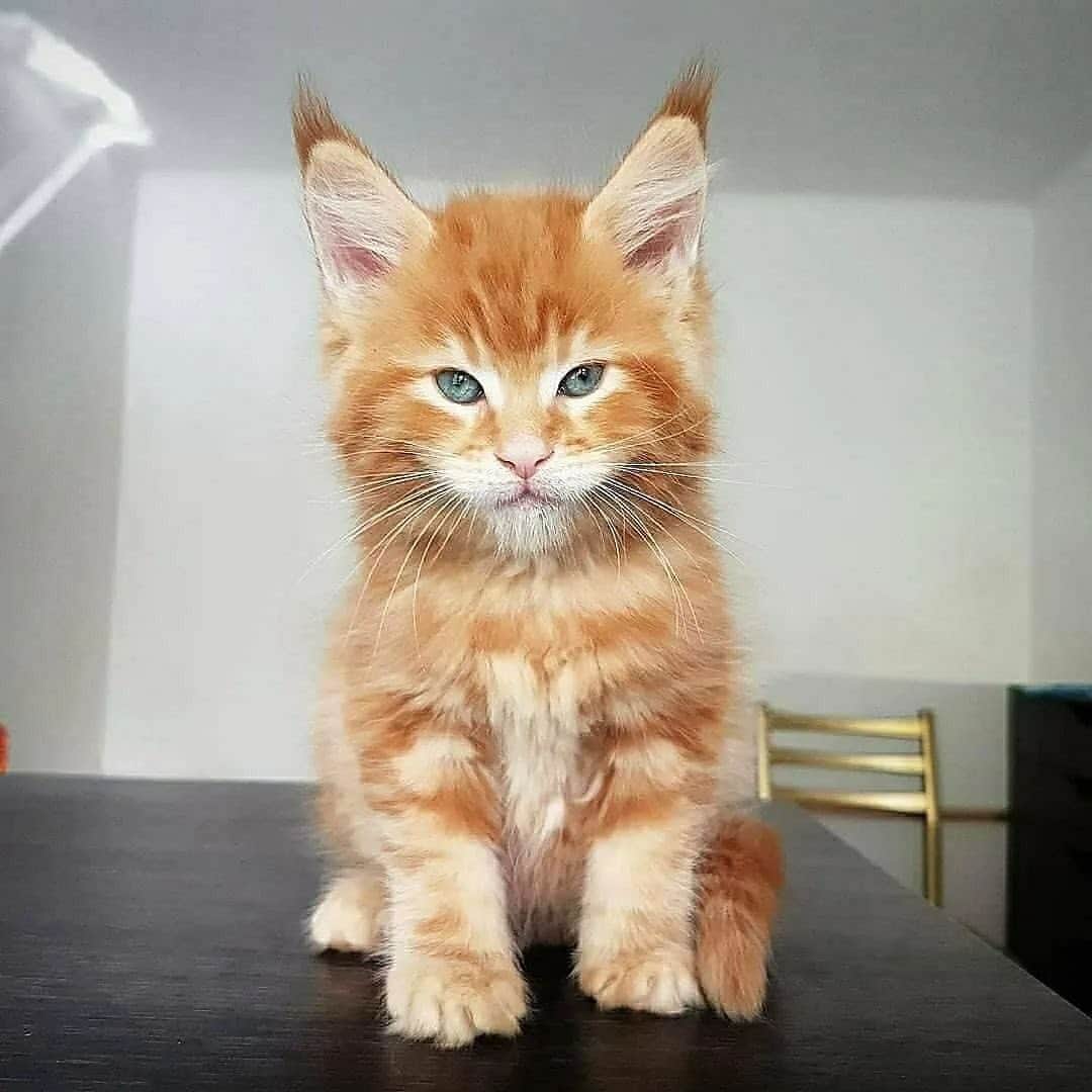 Cute Pets Dogs Catsさんのインスタグラム写真 - (Cute Pets Dogs CatsInstagram)「He can steal your girlfriend! 😔😔😔  Credit: adorable @palmiracoon ** For all crediting issues and removals pls 𝐄𝐦𝐚𝐢𝐥 𝐮𝐬 ☺️  𝐍𝐨𝐭𝐞: we don’t own this video/pics, all rights go to their respective owners. If owner is not provided, tagged (meaning we couldn’t find who is the owner), 𝐩𝐥𝐬 𝐄𝐦𝐚𝐢𝐥 𝐮𝐬 with 𝐬𝐮𝐛𝐣𝐞𝐜𝐭 “𝐂𝐫𝐞𝐝𝐢𝐭 𝐈𝐬𝐬𝐮𝐞𝐬” and 𝐨𝐰𝐧𝐞𝐫 𝐰𝐢𝐥𝐥 𝐛𝐞 𝐭𝐚𝐠𝐠𝐞𝐝 𝐬𝐡𝐨𝐫𝐭𝐥𝐲 𝐚𝐟𝐭𝐞𝐫.  We have been building this community for over 6 years, but 𝐞𝐯𝐞𝐫𝐲 𝐫𝐞𝐩𝐨𝐫𝐭 𝐜𝐨𝐮𝐥𝐝 𝐠𝐞𝐭 𝐨𝐮𝐫 𝐩𝐚𝐠𝐞 𝐝𝐞𝐥𝐞𝐭𝐞𝐝, pls email us first. **」11月3日 8時54分 - dailycatclub