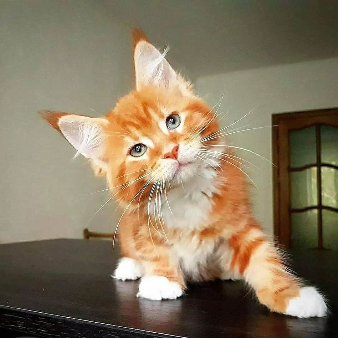Cute Pets Dogs Catsさんのインスタグラム写真 - (Cute Pets Dogs CatsInstagram)「He can steal your girlfriend! 😔😔😔  Credit: adorable @palmiracoon ** For all crediting issues and removals pls 𝐄𝐦𝐚𝐢𝐥 𝐮𝐬 ☺️  𝐍𝐨𝐭𝐞: we don’t own this video/pics, all rights go to their respective owners. If owner is not provided, tagged (meaning we couldn’t find who is the owner), 𝐩𝐥𝐬 𝐄𝐦𝐚𝐢𝐥 𝐮𝐬 with 𝐬𝐮𝐛𝐣𝐞𝐜𝐭 “𝐂𝐫𝐞𝐝𝐢𝐭 𝐈𝐬𝐬𝐮𝐞𝐬” and 𝐨𝐰𝐧𝐞𝐫 𝐰𝐢𝐥𝐥 𝐛𝐞 𝐭𝐚𝐠𝐠𝐞𝐝 𝐬𝐡𝐨𝐫𝐭𝐥𝐲 𝐚𝐟𝐭𝐞𝐫.  We have been building this community for over 6 years, but 𝐞𝐯𝐞𝐫𝐲 𝐫𝐞𝐩𝐨𝐫𝐭 𝐜𝐨𝐮𝐥𝐝 𝐠𝐞𝐭 𝐨𝐮𝐫 𝐩𝐚𝐠𝐞 𝐝𝐞𝐥𝐞𝐭𝐞𝐝, pls email us first. **」11月3日 8時54分 - dailycatclub