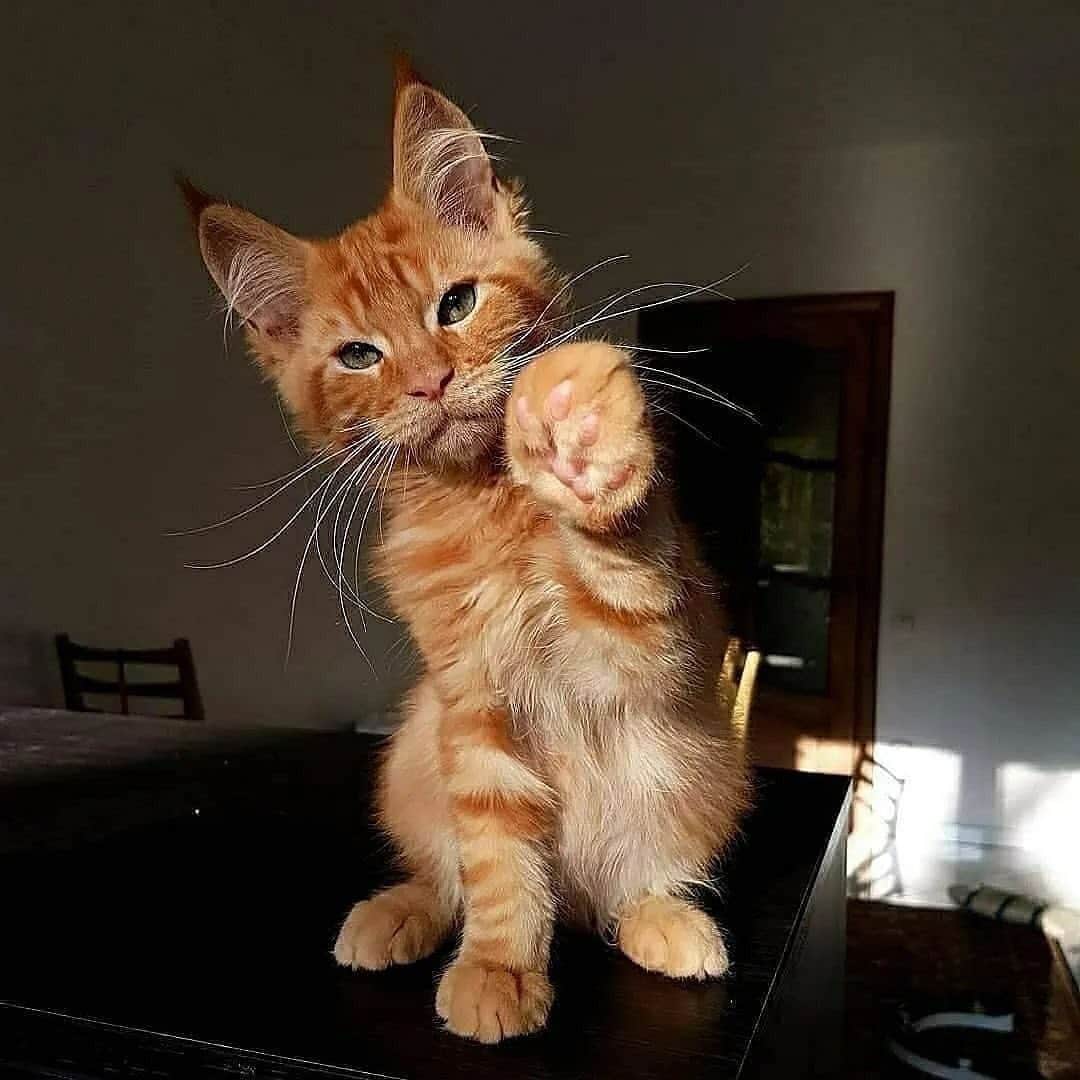 Cute Pets Dogs Catsさんのインスタグラム写真 - (Cute Pets Dogs CatsInstagram)「He can steal your girlfriend! 😔😔😔  Credit: adorable @palmiracoon ** For all crediting issues and removals pls 𝐄𝐦𝐚𝐢𝐥 𝐮𝐬 ☺️  𝐍𝐨𝐭𝐞: we don’t own this video/pics, all rights go to their respective owners. If owner is not provided, tagged (meaning we couldn’t find who is the owner), 𝐩𝐥𝐬 𝐄𝐦𝐚𝐢𝐥 𝐮𝐬 with 𝐬𝐮𝐛𝐣𝐞𝐜𝐭 “𝐂𝐫𝐞𝐝𝐢𝐭 𝐈𝐬𝐬𝐮𝐞𝐬” and 𝐨𝐰𝐧𝐞𝐫 𝐰𝐢𝐥𝐥 𝐛𝐞 𝐭𝐚𝐠𝐠𝐞𝐝 𝐬𝐡𝐨𝐫𝐭𝐥𝐲 𝐚𝐟𝐭𝐞𝐫.  We have been building this community for over 6 years, but 𝐞𝐯𝐞𝐫𝐲 𝐫𝐞𝐩𝐨𝐫𝐭 𝐜𝐨𝐮𝐥𝐝 𝐠𝐞𝐭 𝐨𝐮𝐫 𝐩𝐚𝐠𝐞 𝐝𝐞𝐥𝐞𝐭𝐞𝐝, pls email us first. **」11月3日 8時54分 - dailycatclub