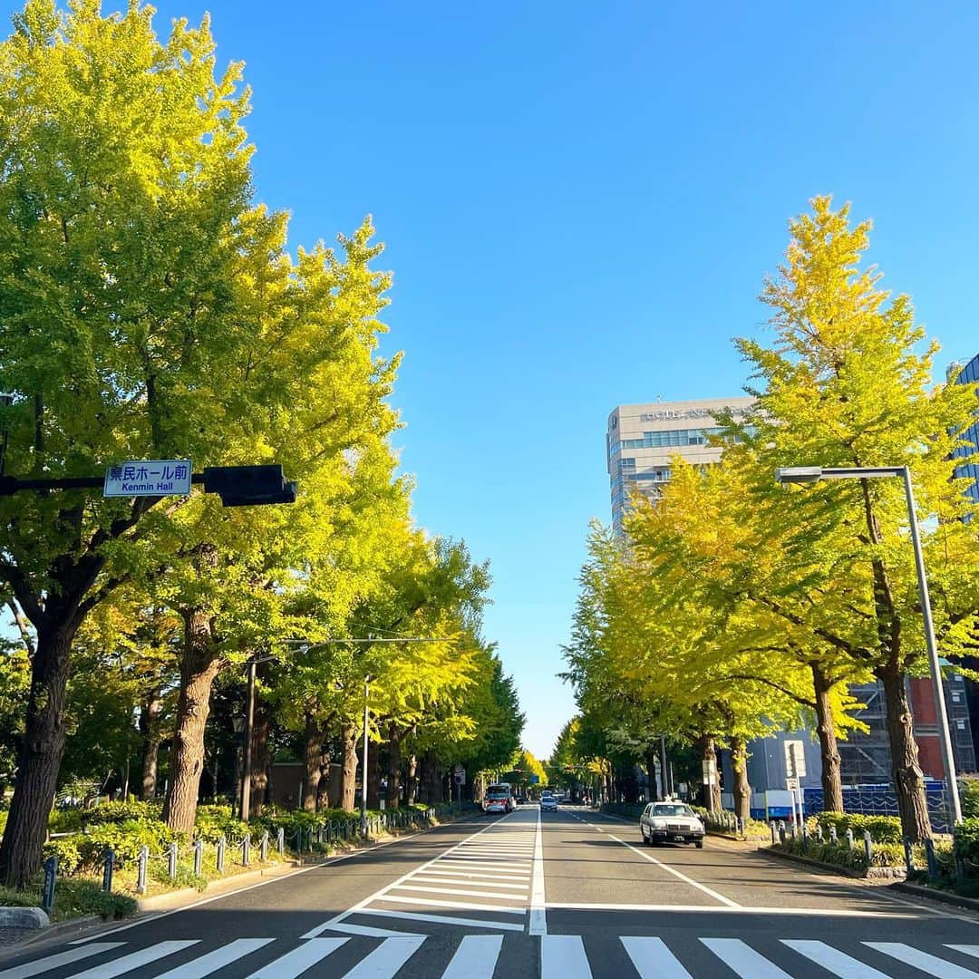 マキ・コニクソンのインスタグラム：「横浜からおはよ。 どこにいても朝イチは気持ち良いね。 山下公園の前の銀杏並木がきれいだった。 これから色が変わって 素敵に紅葉していくんだろうねー。🍁 銀杏並木のおすそ分け🍁  早朝にお散歩して新鮮な空気を吸って めちゃくちゃリフレッシュ。 朝って本当に好き。それも早朝ね。  日本は三連休だね。 油断してる時にコケたり 怪我とかしないように 常に意識して行動しようねー。 アクシデントは思わぬ時にやってくるから、 気を抜かないでー！  皆さんにとって ハッピーな連休になります様に…  #エア横浜 #山下町のおすそ分け #朝イチの空気は美味しい #油断大敵 #意識して行動しよう #気持ちの良い朝」