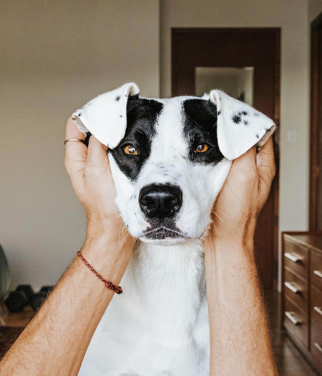 Andrew Knappのインスタグラム：「I know everyone thinks their dog is the prettiest but I’m pretty sure everyone is right.」