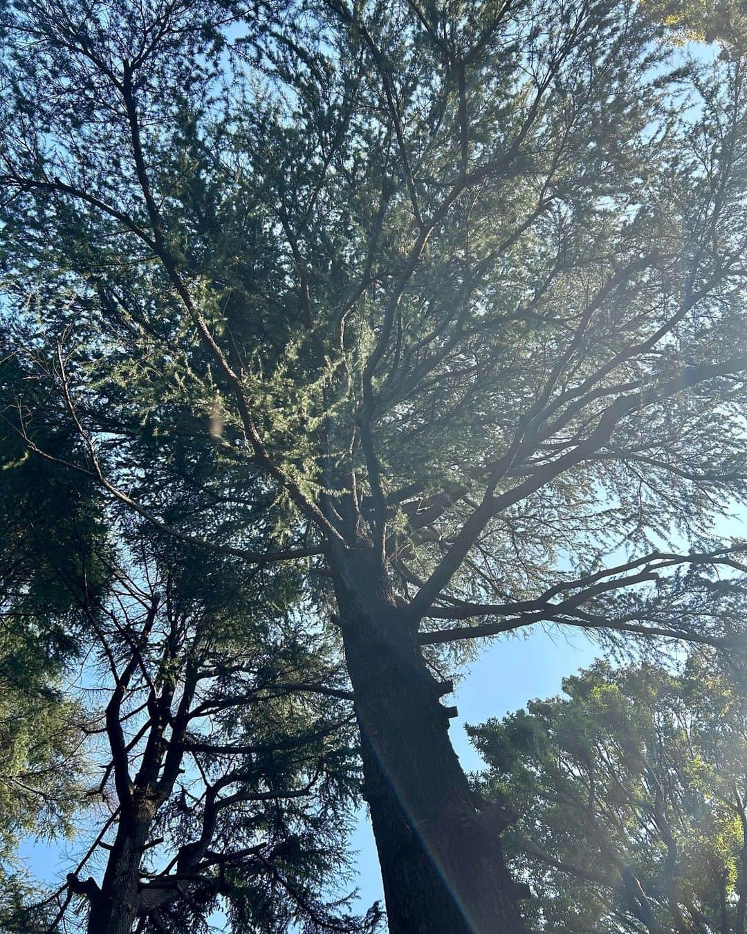 菅原卓郎のインスタグラム：「I like Himalayan cedar ヒマラヤ杉が好きさ」