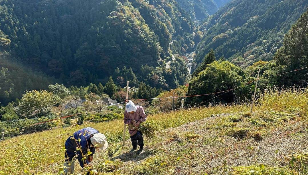 小谷あゆみさんのインスタグラム写真 - (小谷あゆみInstagram)「日本じゅうの農村を旅して感じるのは、日本人の半分は山岳民族なんじゃないかということだ。 平野部に人口が集中したのはせいぜい昭和からこっち100年ぐらいでそれまで人々は山あいの傾斜地でいかに食料を生み出すか知恵を絞り、技を編み出してきた。 それが今　#里山 #satoyama  としてSDGSと合わせて再評価されているのを見ると、やはり戻るべきところへ回帰していくのが持続可能ということだと思えてきます。 傾斜地どんだけ〜〜〜 と叫びたくなるつるぎ町貞光、その名も猿飼集落。 この日も猿が何十頭も集団で移動していた。 獣と同居するのはここでは今に始まったことではないのだ。 土地の歴史と自然と共生する知を合わせ持つ山の暮らしに学ぶことは多い。 米が取れないので、そばを粉にせず粒のまま雑炊にするそば米雑炊。煮干しの出汁が効いて山の野菜具沢山でそば米のつぶつぶ食感食べ応えあり、おいしいこと。 #にし阿波の傾斜地農耕システム  #世界農業遺産 #GIAHS #FAO #持続可能な農業システム #sdgs  #西岡田さん  #そば米雑炊」11月3日 9時49分 - vegeanaayu