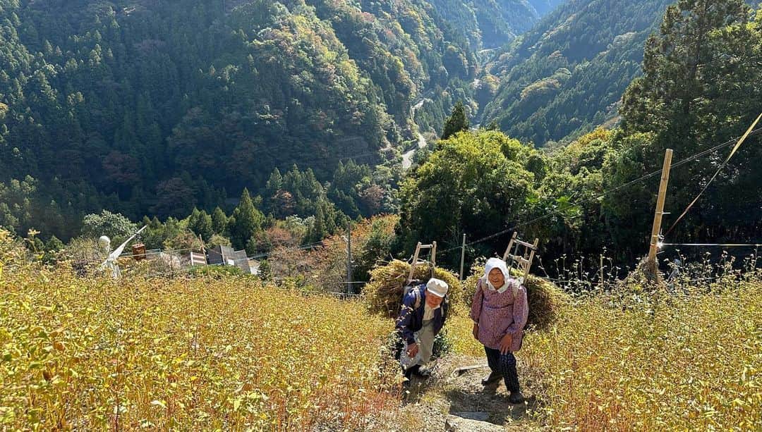 小谷あゆみさんのインスタグラム写真 - (小谷あゆみInstagram)「日本じゅうの農村を旅して感じるのは、日本人の半分は山岳民族なんじゃないかということだ。 平野部に人口が集中したのはせいぜい昭和からこっち100年ぐらいでそれまで人々は山あいの傾斜地でいかに食料を生み出すか知恵を絞り、技を編み出してきた。 それが今　#里山 #satoyama  としてSDGSと合わせて再評価されているのを見ると、やはり戻るべきところへ回帰していくのが持続可能ということだと思えてきます。 傾斜地どんだけ〜〜〜 と叫びたくなるつるぎ町貞光、その名も猿飼集落。 この日も猿が何十頭も集団で移動していた。 獣と同居するのはここでは今に始まったことではないのだ。 土地の歴史と自然と共生する知を合わせ持つ山の暮らしに学ぶことは多い。 米が取れないので、そばを粉にせず粒のまま雑炊にするそば米雑炊。煮干しの出汁が効いて山の野菜具沢山でそば米のつぶつぶ食感食べ応えあり、おいしいこと。 #にし阿波の傾斜地農耕システム  #世界農業遺産 #GIAHS #FAO #持続可能な農業システム #sdgs  #西岡田さん  #そば米雑炊」11月3日 9時49分 - vegeanaayu