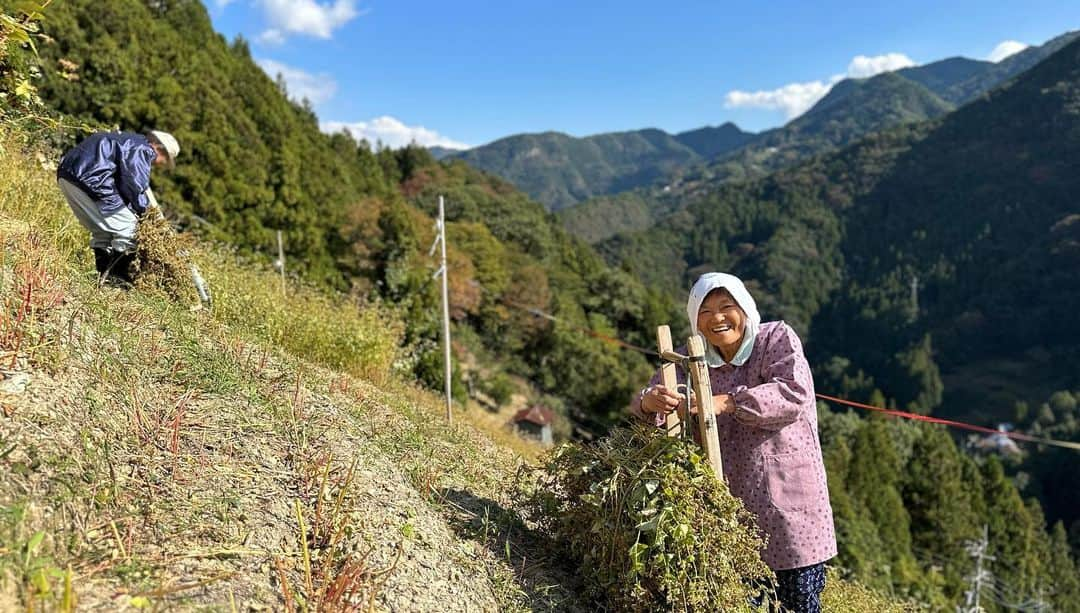 小谷あゆみさんのインスタグラム写真 - (小谷あゆみInstagram)「日本じゅうの農村を旅して感じるのは、日本人の半分は山岳民族なんじゃないかということだ。 平野部に人口が集中したのはせいぜい昭和からこっち100年ぐらいでそれまで人々は山あいの傾斜地でいかに食料を生み出すか知恵を絞り、技を編み出してきた。 それが今　#里山 #satoyama  としてSDGSと合わせて再評価されているのを見ると、やはり戻るべきところへ回帰していくのが持続可能ということだと思えてきます。 傾斜地どんだけ〜〜〜 と叫びたくなるつるぎ町貞光、その名も猿飼集落。 この日も猿が何十頭も集団で移動していた。 獣と同居するのはここでは今に始まったことではないのだ。 土地の歴史と自然と共生する知を合わせ持つ山の暮らしに学ぶことは多い。 米が取れないので、そばを粉にせず粒のまま雑炊にするそば米雑炊。煮干しの出汁が効いて山の野菜具沢山でそば米のつぶつぶ食感食べ応えあり、おいしいこと。 #にし阿波の傾斜地農耕システム  #世界農業遺産 #GIAHS #FAO #持続可能な農業システム #sdgs  #西岡田さん  #そば米雑炊」11月3日 9時49分 - vegeanaayu