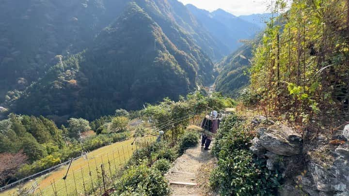 小谷あゆみのインスタグラム：「日本じゅうの農村を旅して感じるのは、日本人の半分は山岳民族なんじゃないかということだ。 平野部に人口が集中したのはせいぜい昭和からこっち100年ぐらいでそれまで人々は山あいの傾斜地でいかに食料を生み出すか知恵を絞り、技を編み出してきた。 それが今　#里山 #satoyama  としてSDGSと合わせて再評価されているのを見ると、やはり戻るべきところへ回帰していくのが持続可能ということだと思えてきます。 傾斜地どんだけ〜〜〜 と叫びたくなるつるぎ町貞光、その名も猿飼集落。 この日も猿が何十頭も集団で移動していた。 獣と同居するのはここでは今に始まったことではないのだ。 土地の歴史と自然と共生する知を合わせ持つ山の暮らしに学ぶことは多い。 米が取れないので、そばを粉にせず粒のまま雑炊にするそば米雑炊。煮干しの出汁が効いて山の野菜具沢山でそば米のつぶつぶ食感食べ応えあり、おいしいこと。 #にし阿波の傾斜地農耕システム  #世界農業遺産 #GIAHS #FAO #持続可能な農業システム #sdgs  #西岡田さん  #そば米雑炊」