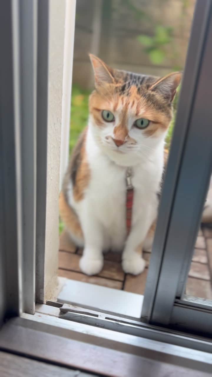のインスタグラム：「おはよ #ポチ実 #三毛猫」