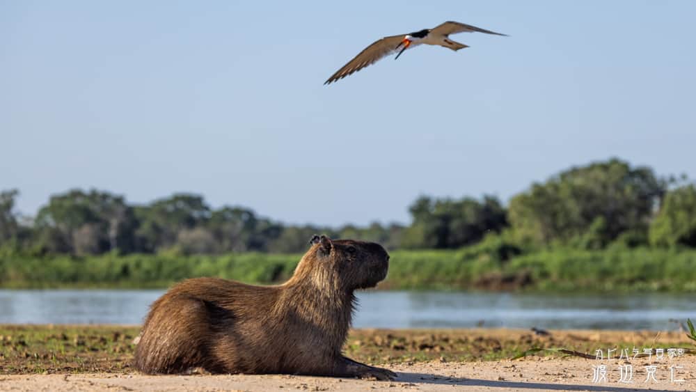 渡辺克仁さんのインスタグラム写真 - (渡辺克仁Instagram)「おはようございます。  #カピバラ #水豚 #capybara #おはよう」11月3日 9時49分 - katsuhito.watanabe
