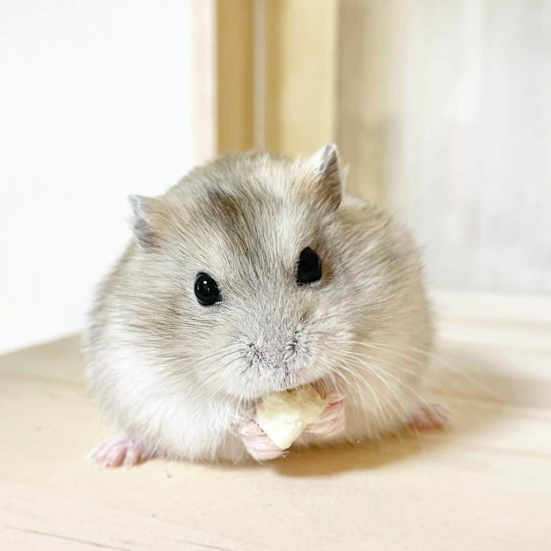 hamster_mocoのインスタグラム：「うきゅきゅ(*´꒳`*)  ゆずちゃん2ヶ月半🐹🍊 まだまだバブちゃんなお顔してるよ👶🏻🍼🤍  2023.11.3 ✼••┈┈••✼••┈┈••✼••┈┈••✼••┈┈••✼ #ハムスターゆず#ハムスター#ジャンガリアンハムスター#ジャンガリアン#ジャンガリアンプディング#プディングジャンガリアン#イエロージャンガリアン#ふわもこ部 #モフモフ#ペット#親バカ部 #hamster#djungarian#hamstagram#hammy#happy_pets#PET_OF_OUR_WORLD#igersjp#ig_japan#instapet#weeklyfluff#kawaii#cute#仓鼠#정글리안#햄스터」