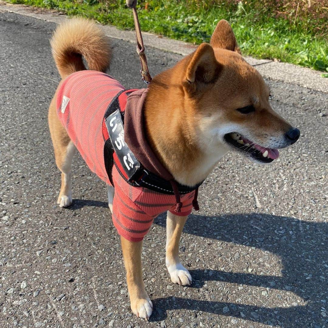 iDog&iCatのインスタグラム：「i dogさんのボーダーパーカー👚 ピンク✖️ブラウンです。 生地はそこまで分厚くないけど、触り心地いいし暖かい。 青森の本格的な寒さになる前、今の時期にピッタリです🍁 なによりデザインがママ好み💕  #idogicat #idog公式アンバサダー」