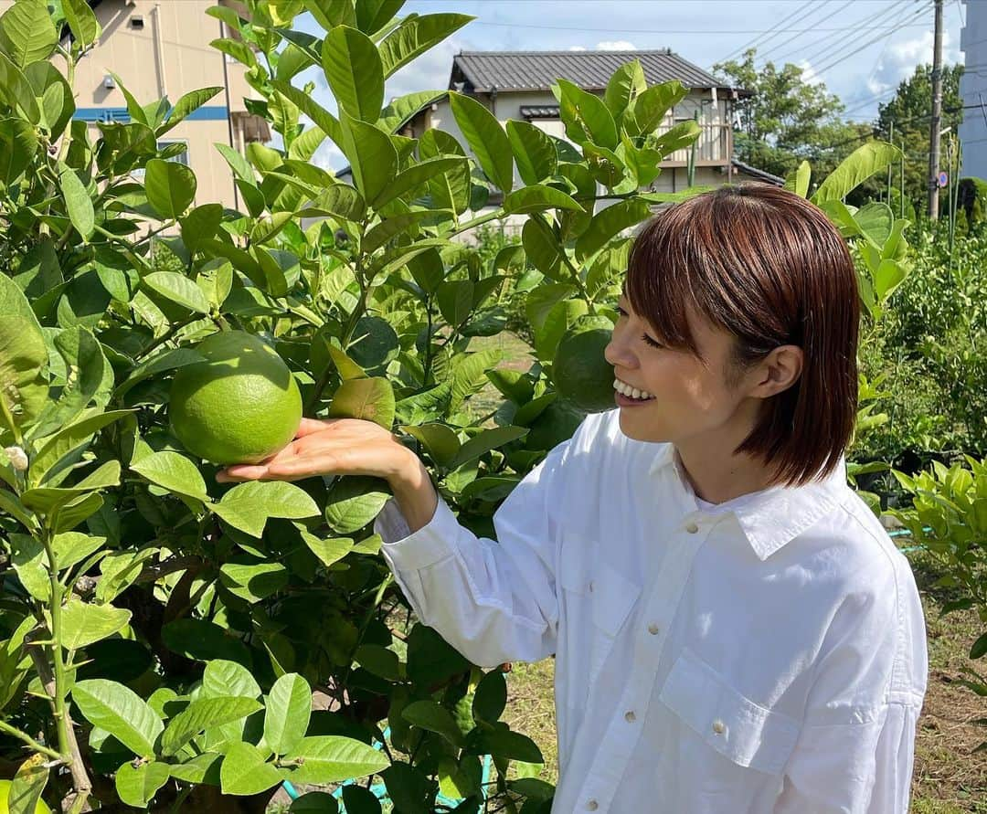 川瀬良子さんのインスタグラム写真 - (川瀬良子Instagram)「こんにちは！ 農業旅を連載している、 旅色アンバサダーの川瀬良子です😊  今回は、都内から電車ですぐに行ける距離の 千葉県松戸市で、レモンとライムを栽培している「鵜殿シトラスファーム」さんへ行ってきました！  経営者の鵜殿（うどの）さんと出会ったのは 2020年。パーソナリティを務めているラジオ番組TFM&JFN「あぐりずむ」での取材がきっかけでした。柑橘、特にレモンは温暖な気候でないと育たず、日本の北限は茨城県だそう。 そのような中で、都市部でも立派に育つことに驚き、取材後すぐにインスタグラムで「鵜殿シトラスファーム」をフォロー。 昨年に続いた猛暑や水不足の大変さも発信されていたので、気かけていました。 しかし、今年の8月末に木になっている大きなレモンが投稿されたのです。「今年も無事に実ったんだ！ 」と安堵しました。 そして、収穫前のたくさん実っている姿を間近に見たい思いに駆られ、農業旅へ行ってきました！  ☀️☀️🍋☀️☀️  毎回取材に行って、写真を撮り、農家さんにも撮っていただき🙏🏻記事を必死に🤣書いております！  農家さんの思い、私が感じたことなどを一人でも多くの方に知っていただきたいです。  感想も、お待ちしています😊  ［旅色LIKES 川瀬良子］と、 検索してくださいね〜🔎  https://owner.tabiiro.jp/likes/articles/view/1821/  🍋🍋🍋🍋🍋  #旅色 #旅色LIKES #旅色アンバサダー #農業旅 #旅 #農業 #農作業 #千葉県松戸市 #鵜殿シトラスファーム @udonocitrusfarm  #エムプラス @m_plus.10_  #lemon #lime #citrusfruit #レモン #ライム #マイヤーレモン #璃の香 #キンカンライム #フィンガーライム #ポンテローザ  #ピンクレモネードレモン #収穫 #収穫体験  鵜殿ファミリーのみなさん😊 本当にありがとうございましたっ👏🏻👏🏻👏🏻」11月3日 10時35分 - kawase_ryoko