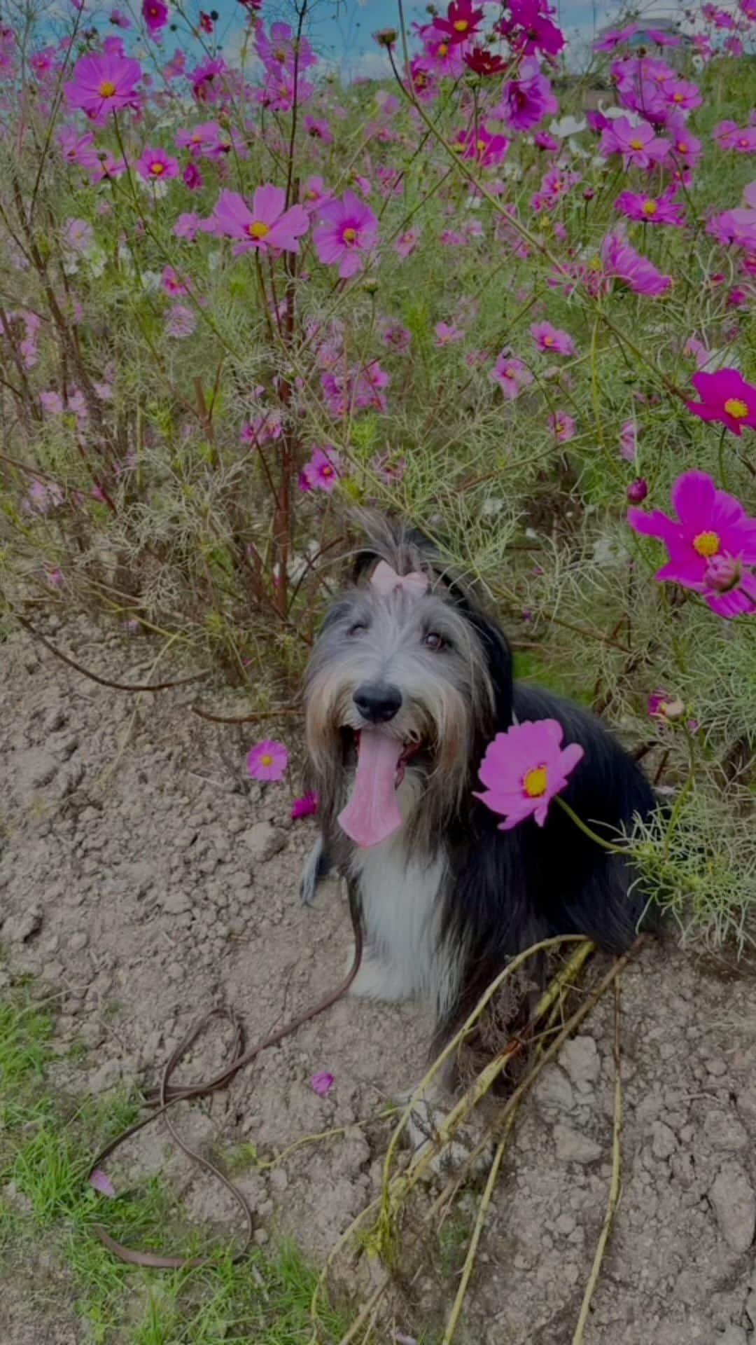 kei515yuのインスタグラム：「コスモス畑ですよ。  In the cosmos field.  #ビアデッドコリー #ビアディ #beardedcollie #akaribeardie #beardie #beardedcolliesofinstagram #puppydog #puppygram  #petscorner #insta_animaluy #dog_ofinstagram #insta_dogs #igdog #topdogphoto #repost_ezyjp #weeklyfluff #dog_features #excellent_dogs #pecoいぬ部 #飛鳥犬舎」