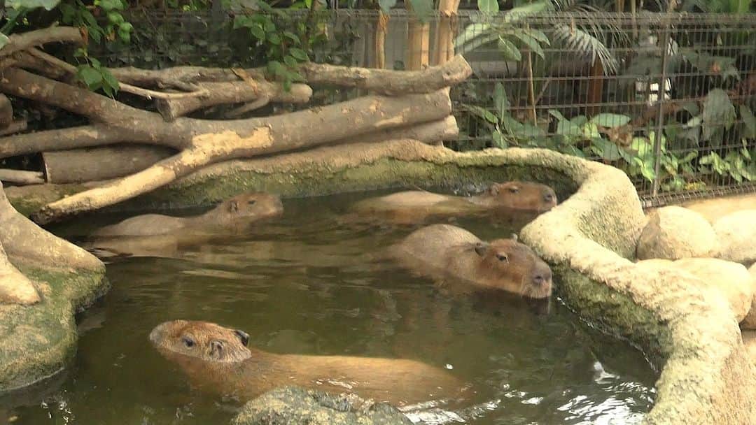 渡辺克仁のインスタグラム：「カピバラ、水の中で目を開けてるんだ。  #カピバラ #水豚 #capybara #神戸どうぶつ王国」