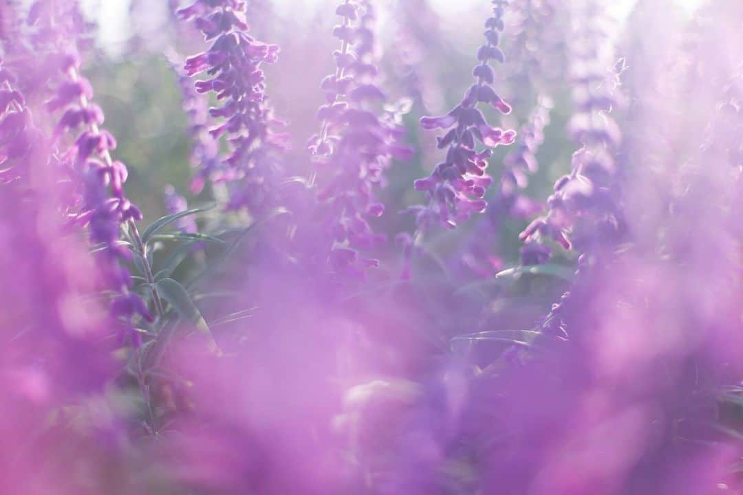 LIFE with CAMERAのインスタグラム：「綺麗な色のお花♡ Photo by @fairy_0718 https://buff.ly/3QpYl60 . ＼ユーザーのみなさまの作品を紹介中／ . EOS M200・M100・M10に限らず、すべてのCanonのカメラで撮影された写真や動画に、指定のハッシュタグをつけて投稿いただいた作品をシェアさせていただきます！ . ▽指定ハッシュタグはこちら #LIFEwithCAMERA + #機材名 （例：#eosm200、#eosr10、#powershotg7xmk3など） . （※）紹介させていただく際は事前にご連絡はいたしませんのでご了承ください。 （※）投稿いただく写真に使用される著作物、肖像については、ご本人が著作権を有するもの、又は権利者から事前に使用承諾を得たものであるものとします。ご投稿いただく写真に関して万一問題が生じた場合は当事務局は責任を負いかねますことご了承ください。 . Canonのカメラの詳細は、本アカウントのプロフィール（ @canon_eosm ）にあるURLからご覧ください。 . #Canon6D #6D #LIFEwithCAMERA #LIFE_with_CAMERA #カメラのある生活 #Canon #キヤノン #EOS #powershot」