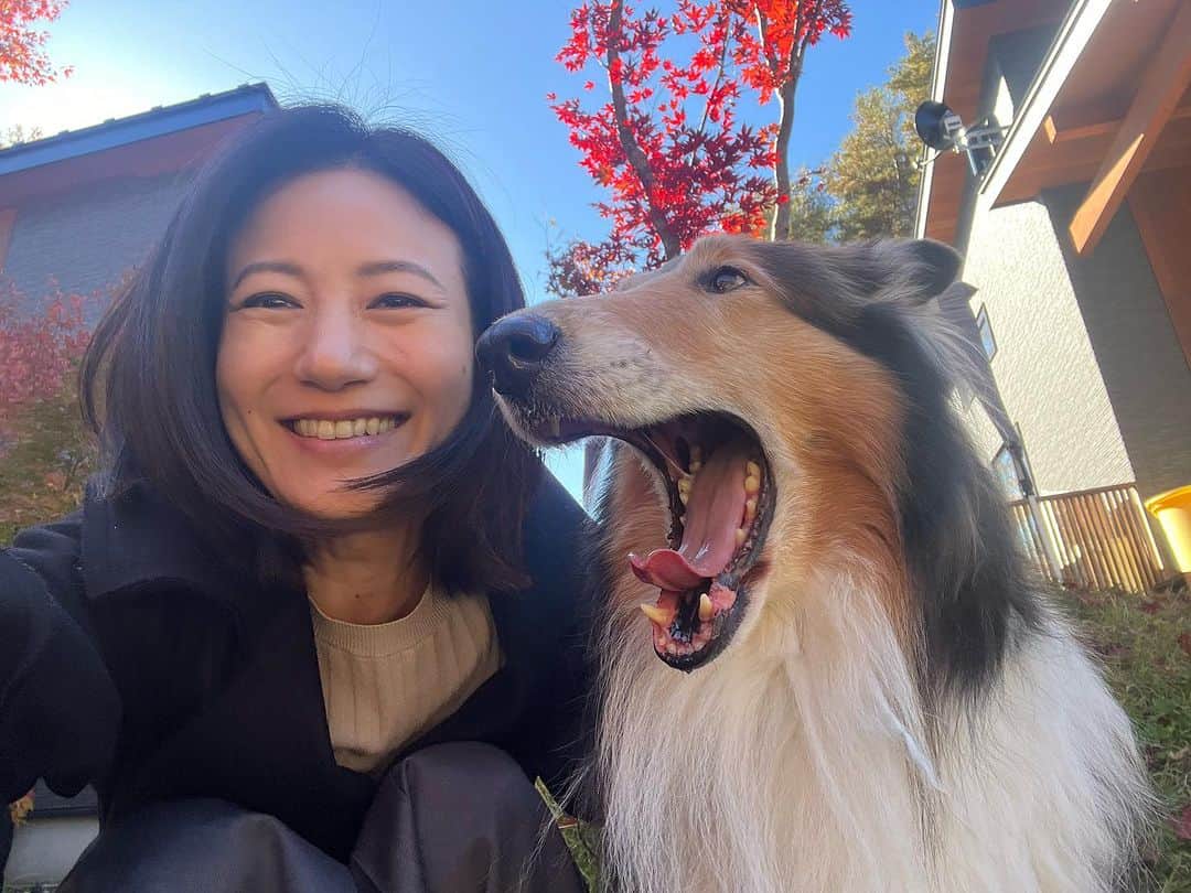 馬場典子さんのインスタグラム写真 - (馬場典子Instagram)「良いお天気ですね〜 3連休、いかがお過ごしですか🍁  お出かけ出来ない方もいらっしゃることと思いますので、 先日の癒しの時間をシェア✨ たくさんの可愛い仲良しコリーたち❤️ありがとう❤️  #わんこ  #馬場典子 #ばばちゃんネル」11月3日 11時39分 - baba_channel