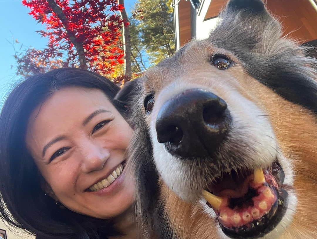 馬場典子さんのインスタグラム写真 - (馬場典子Instagram)「良いお天気ですね〜 3連休、いかがお過ごしですか🍁  お出かけ出来ない方もいらっしゃることと思いますので、 先日の癒しの時間をシェア✨ たくさんの可愛い仲良しコリーたち❤️ありがとう❤️  #わんこ  #馬場典子 #ばばちゃんネル」11月3日 11時39分 - baba_channel