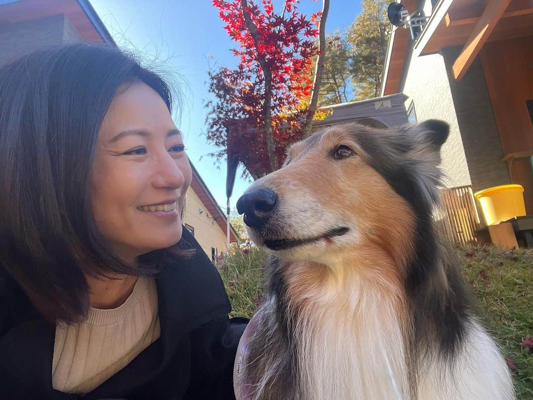 馬場典子さんのインスタグラム写真 - (馬場典子Instagram)「良いお天気ですね〜 3連休、いかがお過ごしですか🍁  お出かけ出来ない方もいらっしゃることと思いますので、 先日の癒しの時間をシェア✨ たくさんの可愛い仲良しコリーたち❤️ありがとう❤️  #わんこ  #馬場典子 #ばばちゃんネル」11月3日 11時39分 - baba_channel