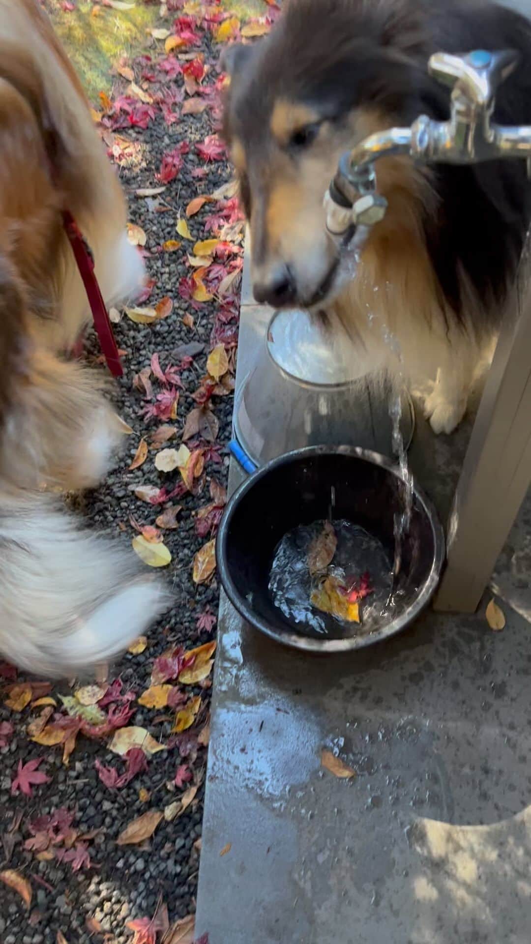 のインスタグラム：「犬を前にすると 赤ちゃん言葉になる自分が 恥ずかしい🤣  #馬場典子 #ばばちゃんネル」