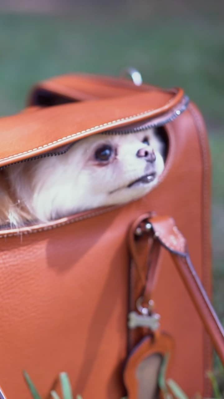 土屋鞄のインスタグラム：「毎日の散歩が、もっと楽しくなりますように。  #土屋鞄 #革 #革製品 #犬 #犬のいる暮らし #いぬすたぐらむ #leather #leatherbag #dog #craftsmanship #creativity #timeless #madeinjapan #TSUCHIYAKABAN」