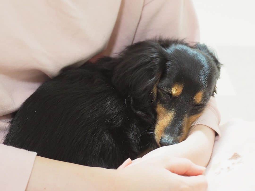 Sora Momoのインスタグラム：「抱っこでねんね🐶🐾 ☺︎ 赤ちゃんみたい☺️💗 シニアですけど ☺︎ この時期が苦手らしくなかなかお腹の調子が良くならないももですが 食欲は全く落ちず😅元気もあるので心配なさそうです😊 ☺︎ #抱っこでねんね#赤ちゃんみたい#シニアですけど#抱っこ大好き#なんならずっと膝の上にいたい#幸せそうに寝てる#抱かれてると#ちっちゃいな #ダックス#ミニチュアダックス #dachshund #miniaturedachshund」