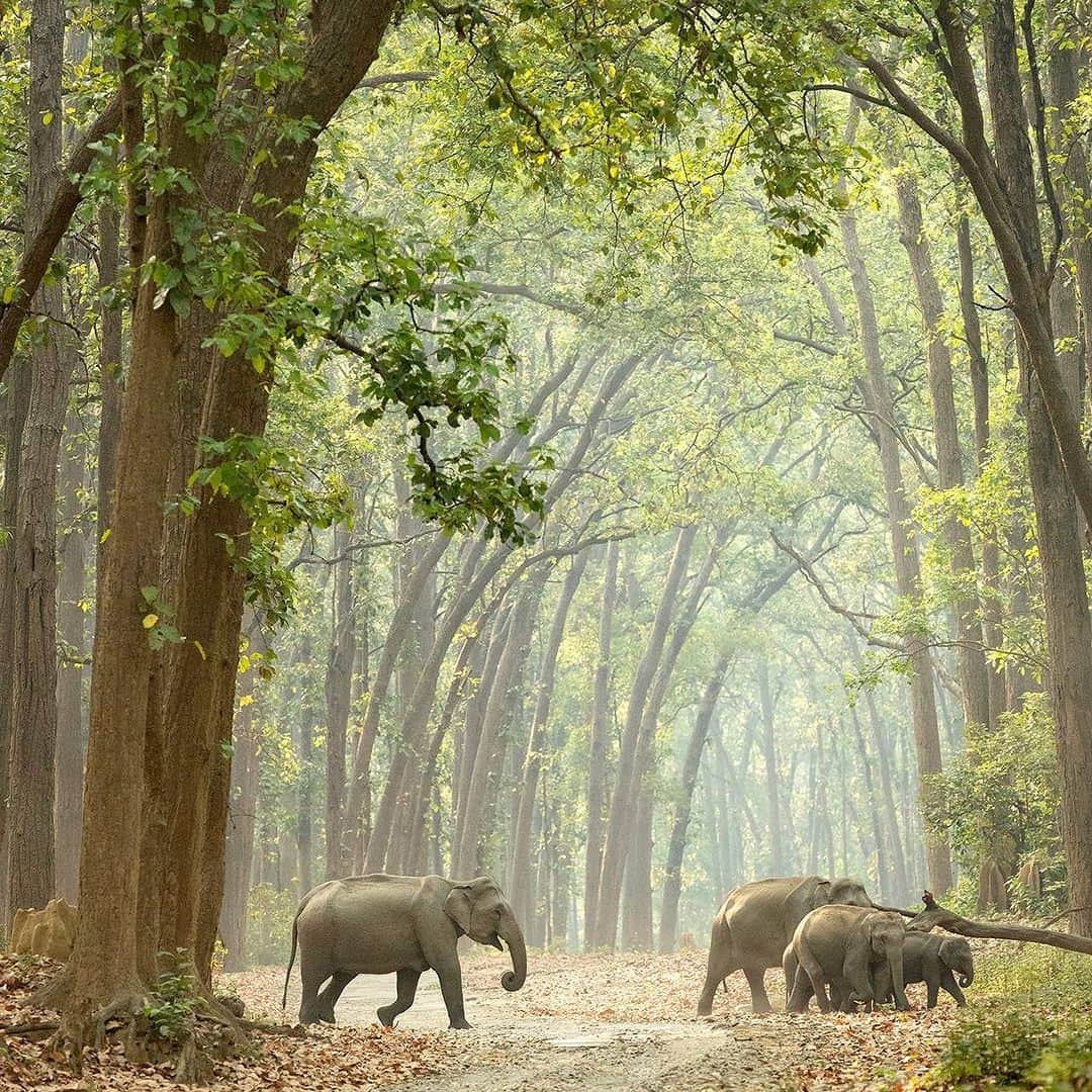 アニマルプラネットのインスタグラム：「"Look both ways, kids" 🛑🐘  This elephant family puts safety first in #India's Jim Corbett National Park.  📷: @neeraj.bantia   #wildlife」