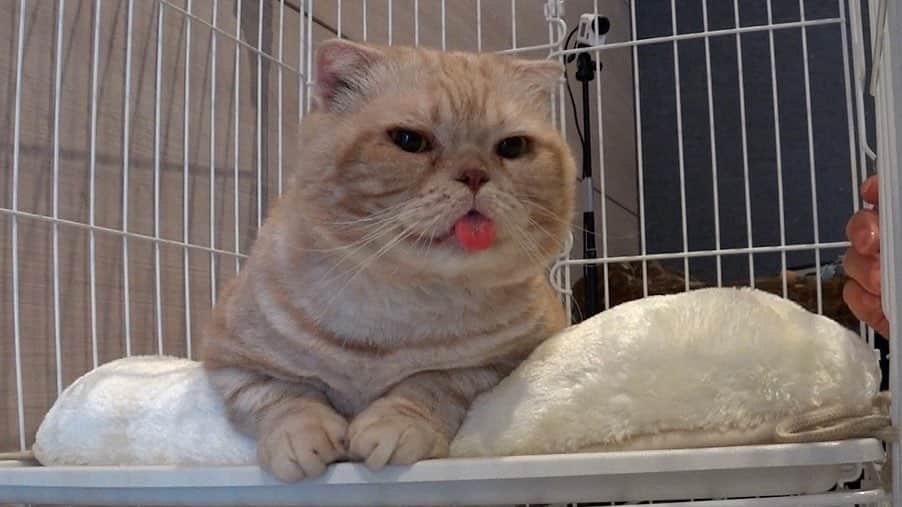 天才！志村どうぶつ園のインスタグラム：「保護猫預かりボランティア、新シリーズ始動！！  猫LOVE二子山親方の元に ２匹目となる、預かり猫が入門 ✨🐱✨  サマーカット・ウリちゃんや、親方一家の一員になったブルーの様子も、気になりますよね🥹💙  ３ニャンになった二子山部屋！ 明日のスタートを、お楽しみに！！！  #嗚呼みんなの動物園 #二子山部屋 #相撲 #預かりボランティア #保護猫 #にゃんず #猫ズ」