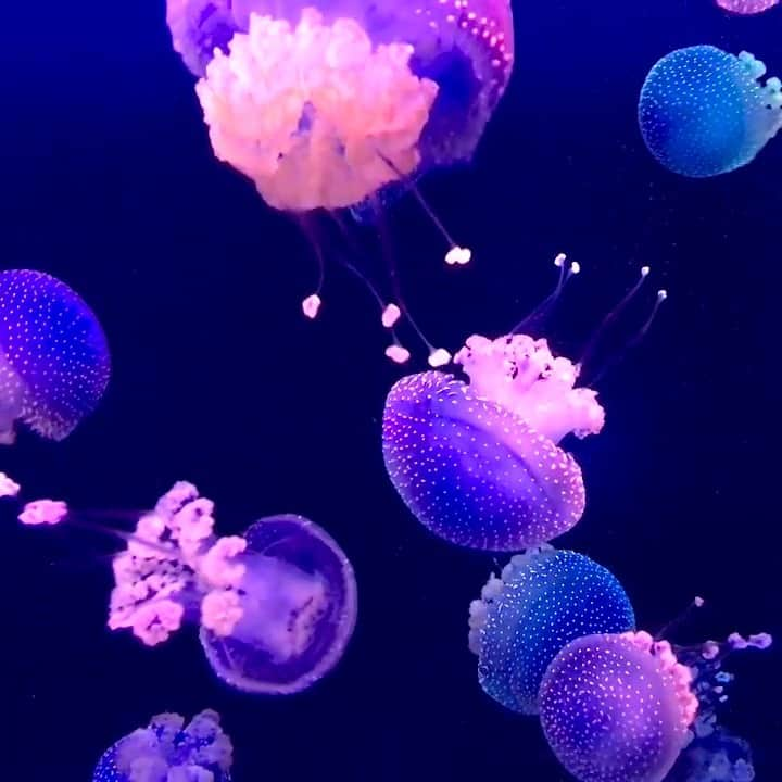 Discoveryのインスタグラム：「Today is #WorldJellyfishDay! These fascinating creatures have no bones, brains, eyes, or hearts, but we still love them 💙🪼...and they've been around since before the time of dinosaurs!  #marinebiology」