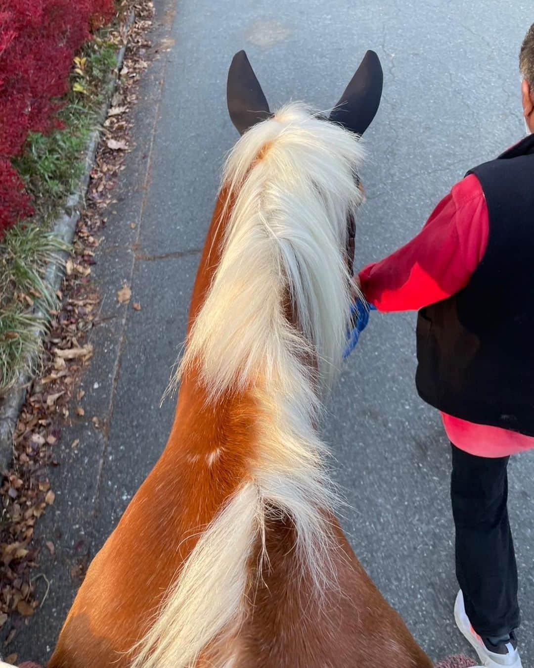 安位薫さんのインスタグラム写真 - (安位薫Instagram)「寒すぎた🥶馬にのってアヒルボート漕ぎましたわ〜」11月3日 22時11分 - kaoru_yasuiii