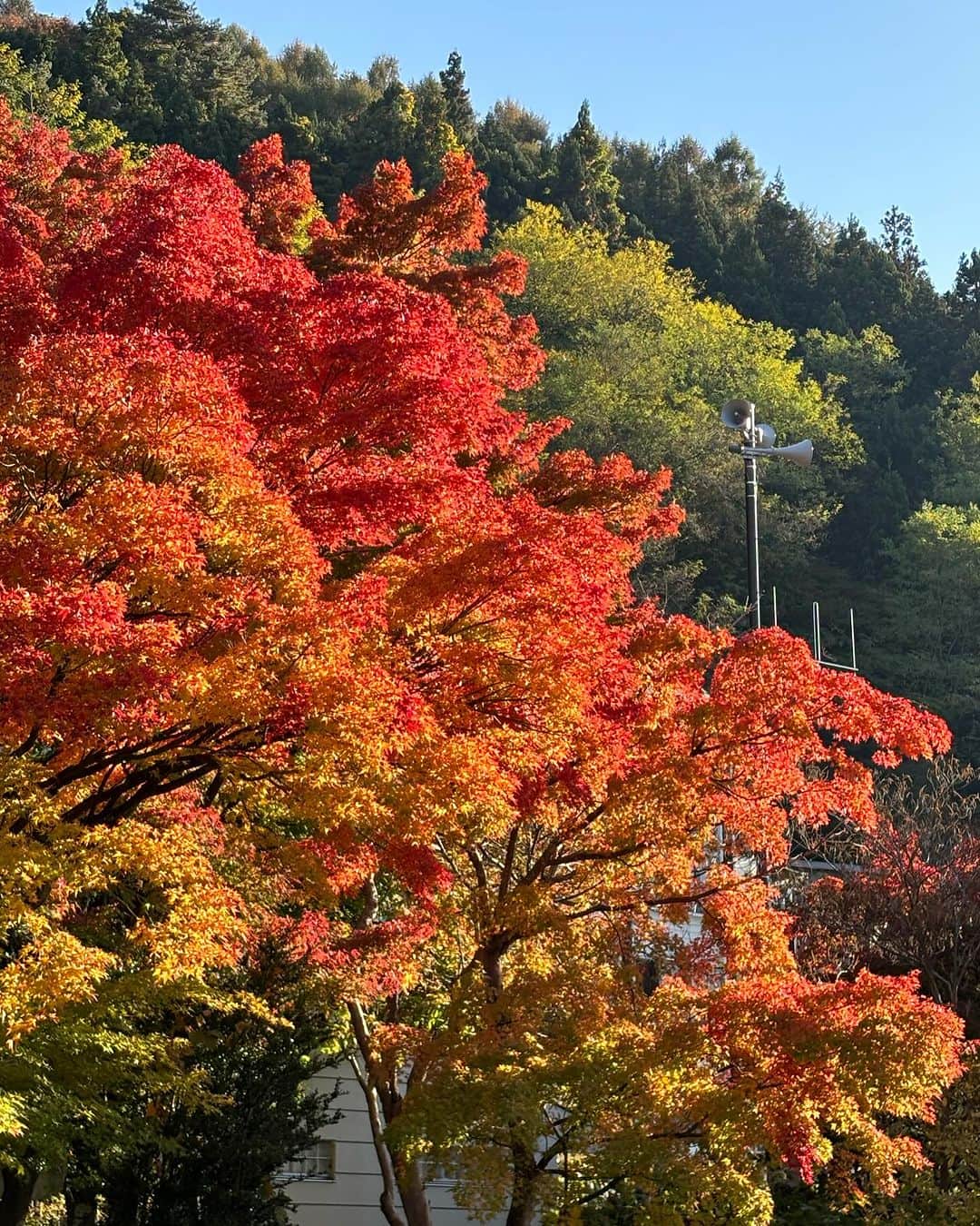 魚住咲恵さんのインスタグラム写真 - (魚住咲恵Instagram)「お天気良いし、どっか行こうか！ って、思いつきで家を飛び出し、電車に乗ってからの作戦会議。 特急に乗りたい‼️ その願望ひとつで、“かいじ”に乗ることを決め、 たどり着いたのは、河口湖。 11月とは思えない暖かな日差しに、真っ赤に色づいたもみじの葉っぱがキラキラ光ります。 遠くには、3日前に降った雪で、うっすらと雪化粧した富士山を臨む…  さっき決めた旅とは思えない、満足度（笑）  先週からちょうど、もみじ祭りも始まったようで、今、河口湖オススメです✌️  帰りも、長男の乗りたい“富士回遊”という特急に乗り、成田エクスプレスに、あずさ、1日に数本しか運行していないレアな電車を発見したり…ラッキーがいっぱい✌️無事に家に帰れて、ホッとしていると、 長男が「ママ、今日は素敵な旅行に連れて行ってくれて、ありがとう😄」って。 それにつられて、次男も「ママ、ありがとう😊」  こんなことが、言えるようになったんだ…🥲 ついウルッときたので、思いっきり、2人を抱きしめました♡ ワンオペだと、トイレひとつとっても、大変。どちらかは、何かしらを我慢しないといけないし。私も余裕が無くて、優しさに欠けることが多々ある でも、このワンオペの旅をする度に、本当ーーーに長男も次男もたくましく、優しくなるのよ。 ワンオペで、余裕がない私の姿を晒す度に、頼もしくなってくれるんだよね。 今回も、長男にも、次男にも、たくさん助けてもらって、『ありがとう』はママの言葉なんだ、本当は。  と、同時にまた大切なことも見えてきた。 パパがいると、つい抱っこしてもらって、買いたいもの買ってもらって、意見が分かれたら、二手に分かれればいい。我慢の無い、なんでも手に入る旅ができる。 子どもたちには、それにも“ありがとう”って気づいてもらえるように伝えていかなきゃ！今度はそこかな😆  ありがとうって、嬉しい言葉 あるって、幸せ。 あれもある、これもある  あぁ、幸せ😍  #ワンオペ旅行  #成長の旅 #男の子兄弟  #ありがとう #魚住咲恵」11月3日 22時13分 - sakie_uozumi.official