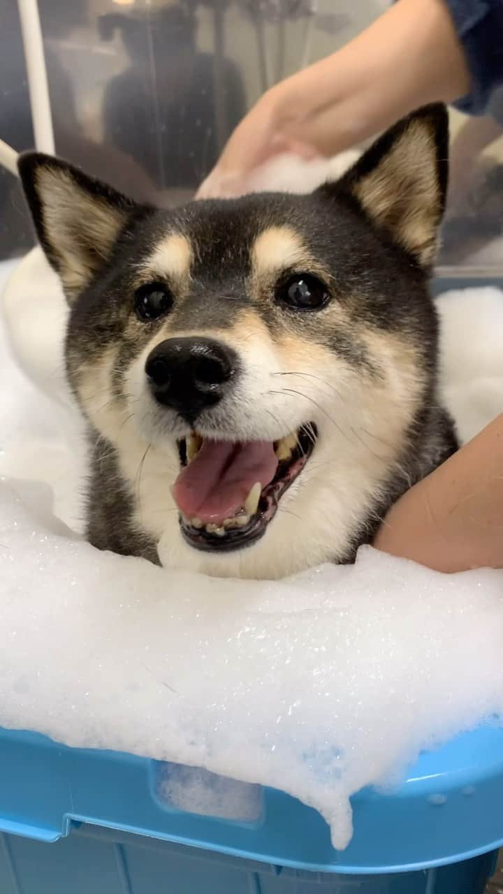 のインスタグラム：「・ ・ 本日　#アコアコウォッシュ　DAY❤️ ・ ・ 換毛期が遅くて細めのあこわん🐶❤️ ・ はやくもこもこにならないと冬が来るよー⛄ ・ ・ ・ ・  2024 Acoshiba calendar on sale! It's a good deal because the yen is cheap! Please go to the sales page from the link in the profile.  ・ #野菜桶　定番の #アコアコウォッシュ #sapporo  ・ 北海道の柴犬 #柴北会 の皆ワン🐶涼しくなってきたね〜🐶✨ ・ #adorable #instadog#shibainu#dog#柴犬ライフ #instashiba#柴犬マニア #9gag #barked #kuroshiba#socute #cutedog#いぬのきもち #黒柴 #dogstagram_japan」