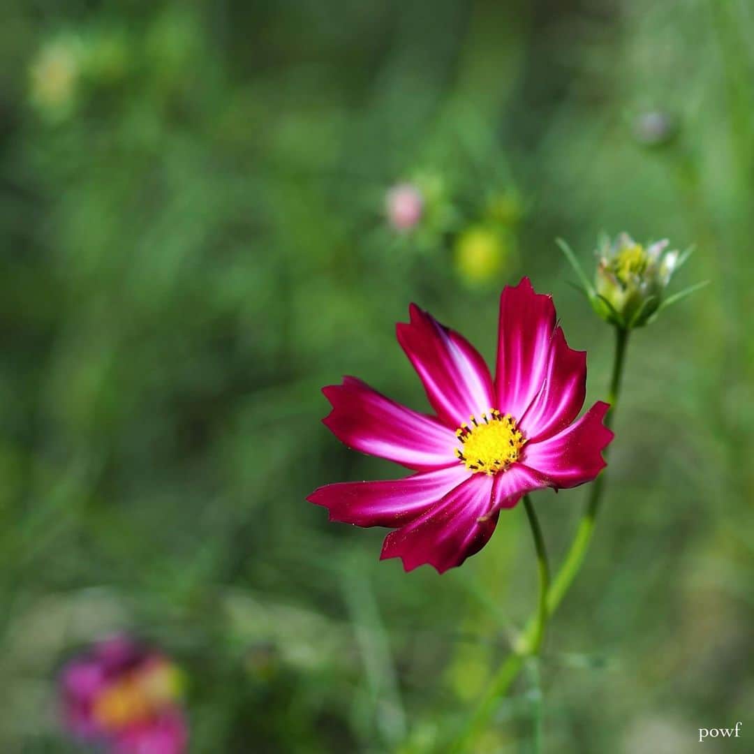 anemone_69のインスタグラム：「. . #コスモス #秋桜」