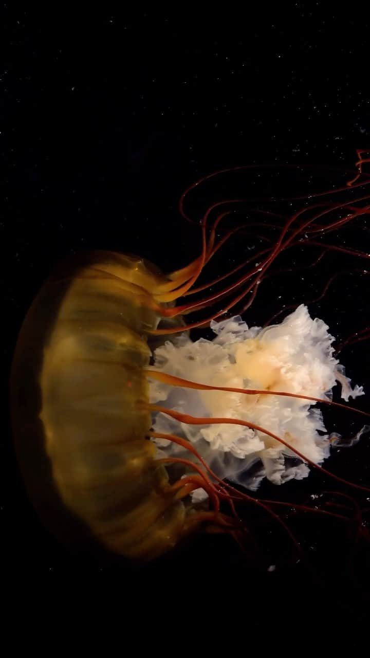 Joel Sartoreのインスタグラム：「Jellyfish like this Pacific sea nettle @aquariumpacific lack brains, which means they operate at the most primal level, focusing only on eating, growing, and reproducing. Predators like sea turtles help to keep their population in check - without them, their numbers could increase at an alarming rate, throwing the entire ecosystem out of whack. #jelly #jellyfish #seanettle #underwater #wildlife #animal #video #reel #WorldJellyfishDay #PhotoArk @insidenatgeo」