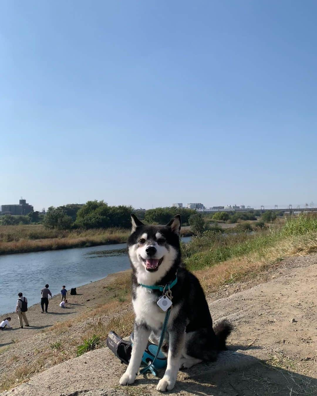 くろさんのインスタグラム写真 - (くろInstagram)「豆と歩いて二子玉まで🐾  上野毛のアンクルサムズでサンドウィッチ調達して河川敷公園で🥪🍺  豆さんよく歩きました🐕  #二子玉川公園 #二子玉川河川敷 #アンクルサムズサンドウィッチ  #機関車トーマス #シニア犬 #シニア犬16歳」11月3日 14時51分 - m6bmw