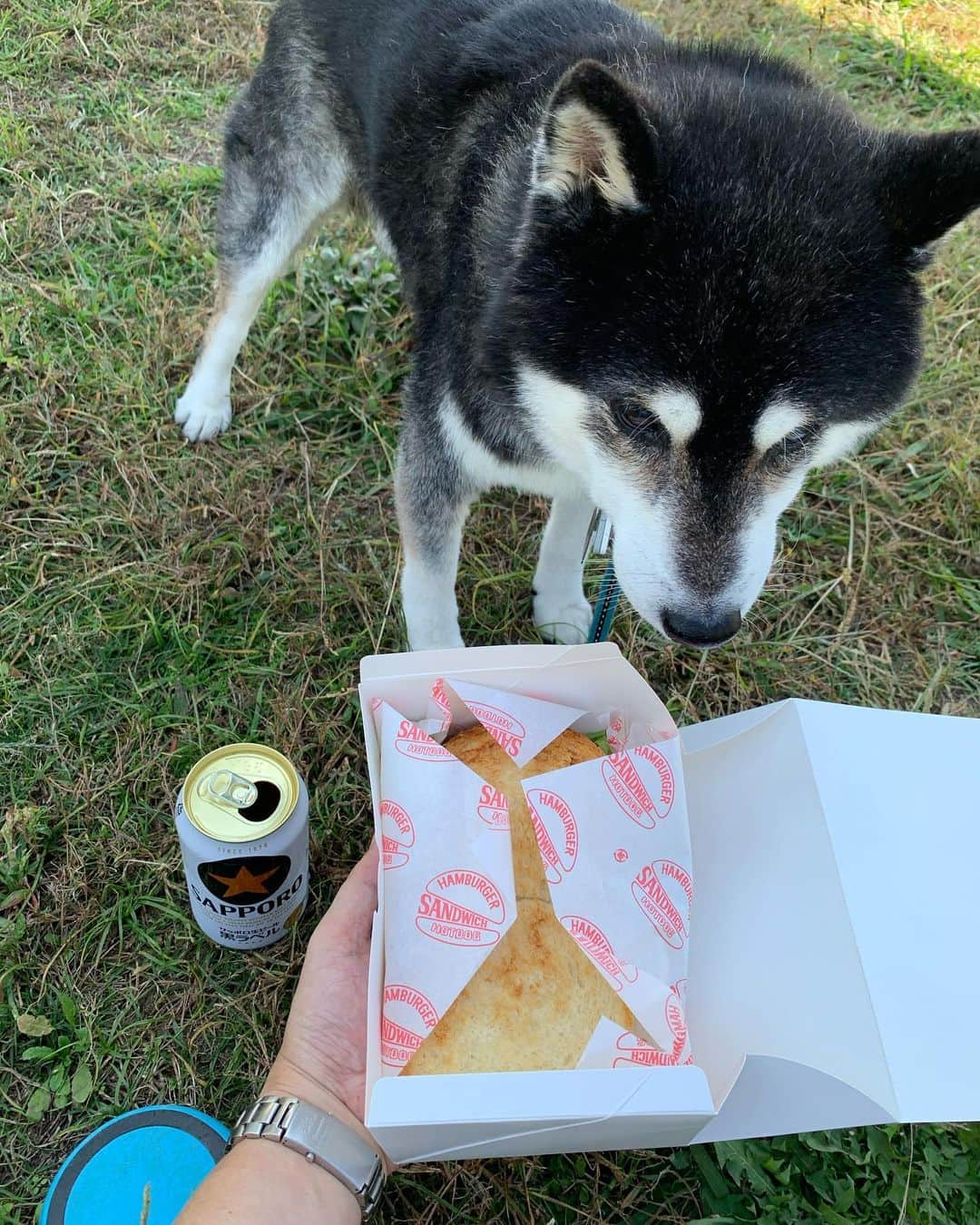 くろさんのインスタグラム写真 - (くろInstagram)「豆と歩いて二子玉まで🐾  上野毛のアンクルサムズでサンドウィッチ調達して河川敷公園で🥪🍺  豆さんよく歩きました🐕  #二子玉川公園 #二子玉川河川敷 #アンクルサムズサンドウィッチ  #機関車トーマス #シニア犬 #シニア犬16歳」11月3日 14時51分 - m6bmw