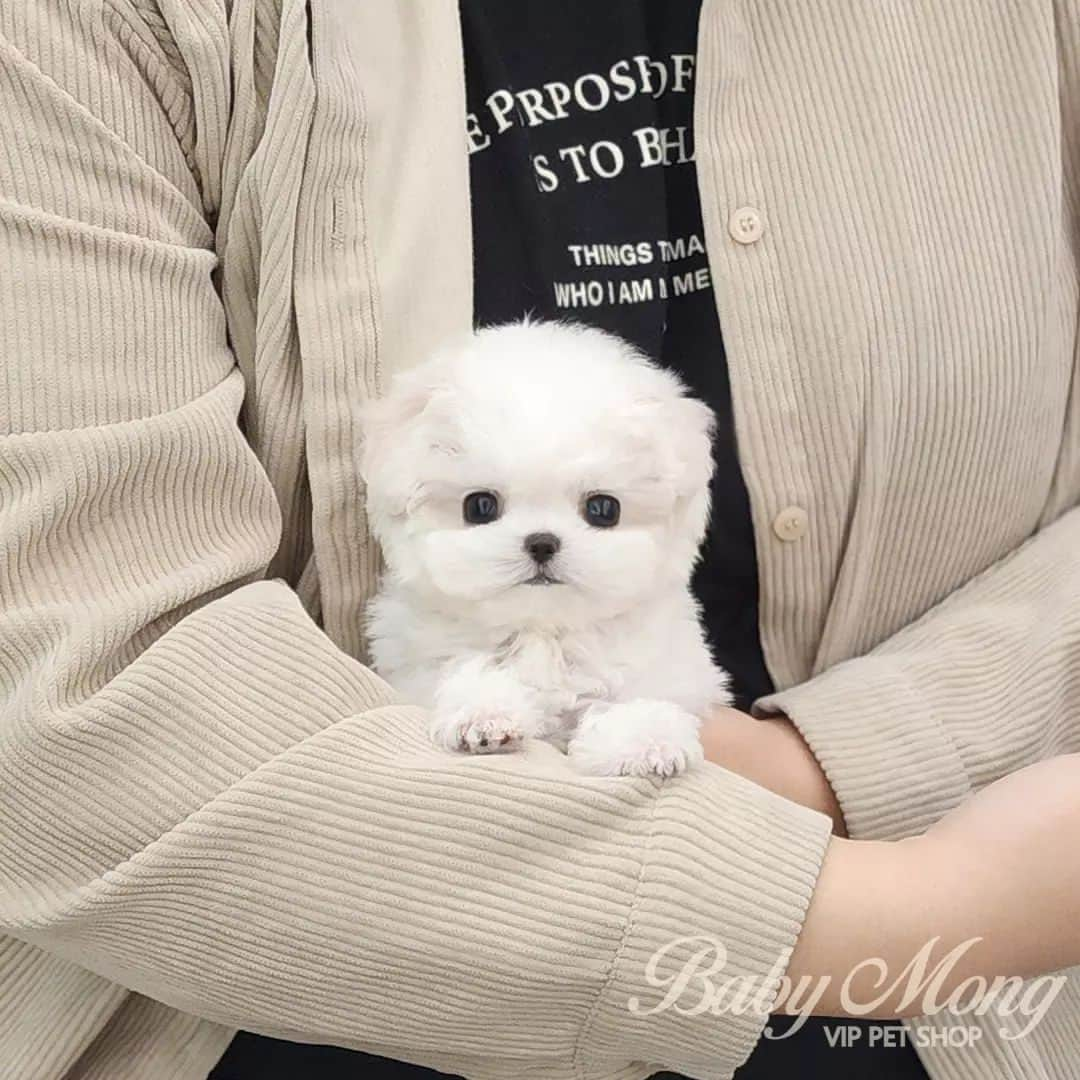 さんのインスタグラム写真 - (Instagram)「A lovely dog makes me happy🥰🥰 . . 저희는 다양한 강아지를 소유하고있으며, 강아지의 외모와 건강에 최선을 다하고 있습니다. We OWN Each and Every Puppy In Hand We Only Offer the Best in Appearance and Health  . . 베이비몽은 11년동안 운영한 믿을 만한 펫샵으로 많은 한류스타, k팝스타, 셀럽들이 선택한 곳입니다 미니 사이즈,명품견 전문으로  해외,국내에서 이미 유명하며  단 한건의 사고 없이 지금까지 운영해 왔습니다  당신이 원하는 강아지가 있다면 언제든지 연락주세요!!  BabyMong is a reliable pet shop that has been operating in Korea for 11 years. Many K-pop stars, Korean wave stars, and celebrities chose BabyMong. We are specialize in selling mini-cup-sized puppies. We sent many puppies abroad for a long time. And the puppies have been transported safely without a single accident.  Feel free to contact me if you are interested. . . ????서울 영등포 본점: 010 8325 0086 영업등록번호: 110111-7609071 주소: 서울시 영등포구 영중로23 대표번호: 1688-4386 ??  text Instagram☎+82-10-2214-0186 Whatsapp +82-10-2214-0186 Wechat babymongoverseas Email : babymongkorea@gmail.com Dm : ?? Please direct message call me BABYMONG Main Kakao talk ID : babymongkorea . . #비숑프리제 #비숑 #미니비숑 #비숑분양 #미니비숑전문 #비숑프리제분양 #베이비몽 #영등포 #강아지분양 #새끼강아지분양 #애견 #서울애견 #bichon #bichonfrise #teacupbichonfrise #puppy #puppies #teacuppuppy #koreanpuppy #cute #cutedog #dogstagram #puppylove #puppy #dogadoption #puppyforsale」11月3日 15時06分 - babymong