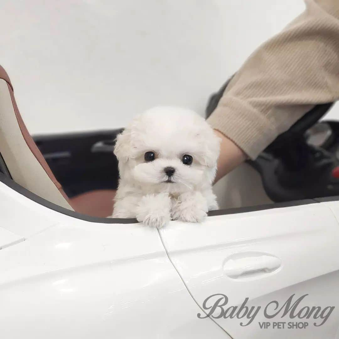 さんのインスタグラム写真 - (Instagram)「A lovely dog makes me happy🥰🥰 . . 저희는 다양한 강아지를 소유하고있으며, 강아지의 외모와 건강에 최선을 다하고 있습니다. We OWN Each and Every Puppy In Hand We Only Offer the Best in Appearance and Health  . . 베이비몽은 11년동안 운영한 믿을 만한 펫샵으로 많은 한류스타, k팝스타, 셀럽들이 선택한 곳입니다 미니 사이즈,명품견 전문으로  해외,국내에서 이미 유명하며  단 한건의 사고 없이 지금까지 운영해 왔습니다  당신이 원하는 강아지가 있다면 언제든지 연락주세요!!  BabyMong is a reliable pet shop that has been operating in Korea for 11 years. Many K-pop stars, Korean wave stars, and celebrities chose BabyMong. We are specialize in selling mini-cup-sized puppies. We sent many puppies abroad for a long time. And the puppies have been transported safely without a single accident.  Feel free to contact me if you are interested. . . ????서울 영등포 본점: 010 8325 0086 영업등록번호: 110111-7609071 주소: 서울시 영등포구 영중로23 대표번호: 1688-4386 ??  text Instagram☎+82-10-2214-0186 Whatsapp +82-10-2214-0186 Wechat babymongoverseas Email : babymongkorea@gmail.com Dm : ?? Please direct message call me BABYMONG Main Kakao talk ID : babymongkorea . . #비숑프리제 #비숑 #미니비숑 #비숑분양 #미니비숑전문 #비숑프리제분양 #베이비몽 #영등포 #강아지분양 #새끼강아지분양 #애견 #서울애견 #bichon #bichonfrise #teacupbichonfrise #puppy #puppies #teacuppuppy #koreanpuppy #cute #cutedog #dogstagram #puppylove #puppy #dogadoption #puppyforsale」11月3日 15時06分 - babymong