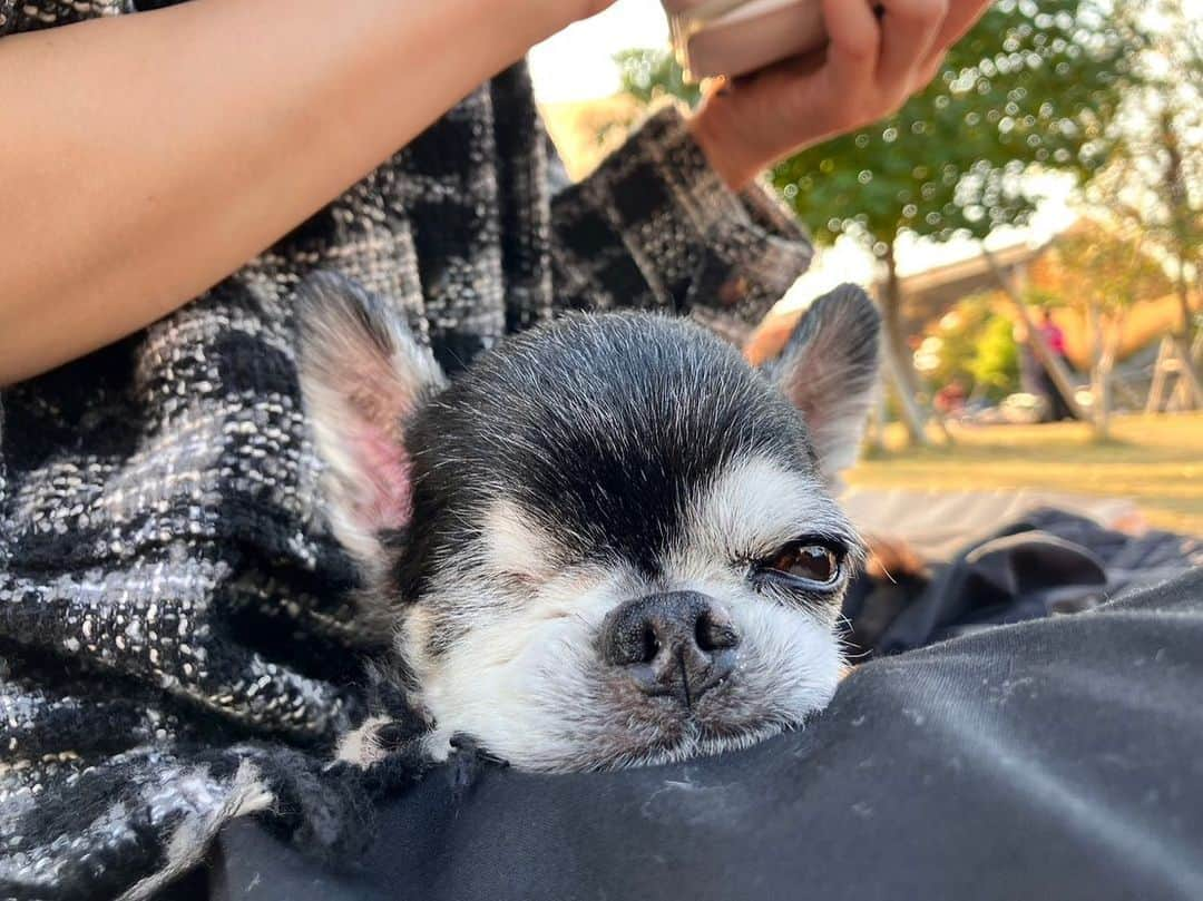 児玉菜々子さんのインスタグラム写真 - (児玉菜々子Instagram)「お天気良かったから連れてきた🐕🍀  着いた瞬間に大量のお漏らししてしまって幸先不安だったけど、そこからはお天気が気持ち良かったのかずっとポヤポヤしてくれてた☺️🌸  たけしはもう目も耳も見えないし聞こえてないから、お外の土の香りや草の香り風の香りいっぱい嗅がせてリラックスしてもらったよ🌱  もちろん安心できるようにお家の匂いがついてる毛布も忘れずに😂  飼い主がすっぴんなのは 無視してください😂  皆たけしに愛のコメント待ってるよ🐕❤️🐕 #保護犬を家族に   #犬 #チワワ #ちわわ  #ちわわ部  #チワワ部  #チワワ画像  #チワワ大好き  #chihuahua  #dog #doginstagram  #保護犬 #保護犬を家族に  #保護犬出身  #ペットショップ反対  #ペットショップへ行く前に里親になる選択を  #instagood  #instadaily  #followme #犬バカ部  #犬バカ部」11月3日 21時30分 - nanaco.conana