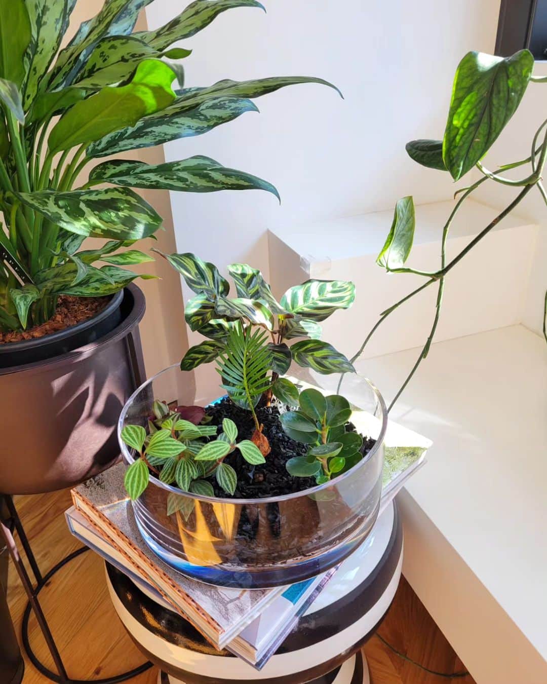 三喜本惠美さんのインスタグラム写真 - (三喜本惠美Instagram)「・ 今日は赤ちゃん達の寄せ植えを作りました🌿 可愛い寄せ植えにホッコリ🌿 成長が楽しみです🌿  そしてカボチャのお片付け🎃  のんびり三連休🌿 #植物のある暮らし#植物と暮らす」11月3日 15時37分 - megumi_mikimoto
