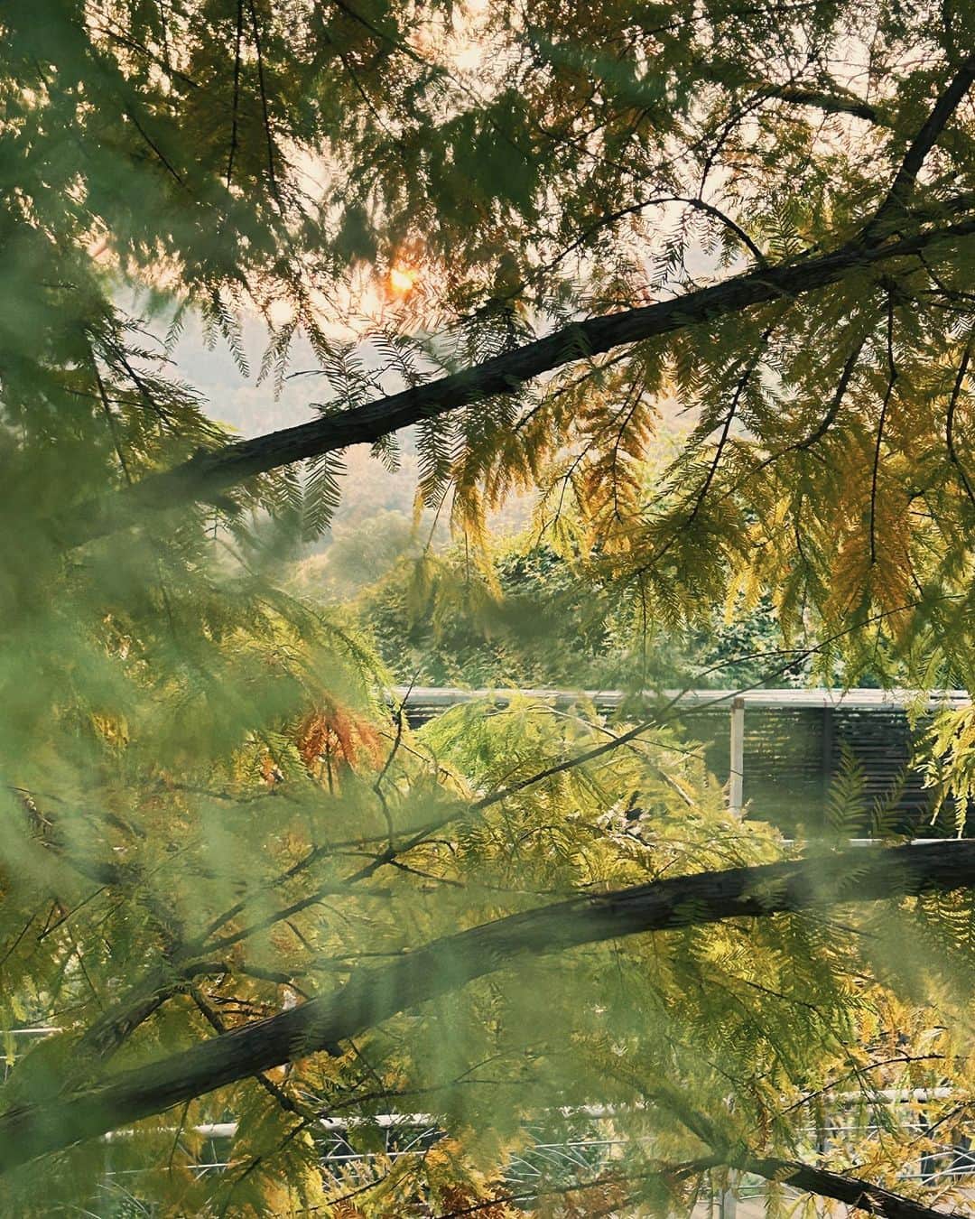 キム・ナヒさんのインスタグラム写真 - (キム・ナヒInstagram)「가을 소원 이뤘다!  예쁘게 물들었던 화담숲..🍁」11月3日 15時40分 - knhs2