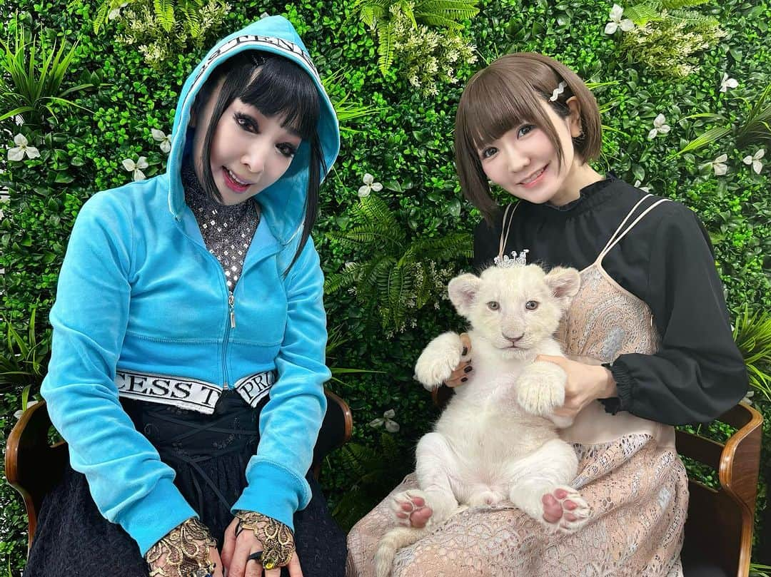 yucat（加藤有加利）さんのインスタグラム写真 - (yucat（加藤有加利）Instagram)「たくさんきゃわわな表情を見せてくれた KINGくん♡  プリンセス天功さんとyucatと一緒にいるから なんか違和感無いかもですが… みなさん！ホワイトライオンです🦁 ライオンが事務所に来てくれてこんな風に抱っこ出来るとか… 異世界すぎた🤣  #プリンセス天功 #ホワイトライオン KINGくん #yucat #princesstenko #ライオン #whitelion #加藤有加利 #RYTHEM #ライオンの赤ちゃん」11月3日 15時58分 - yucat1031