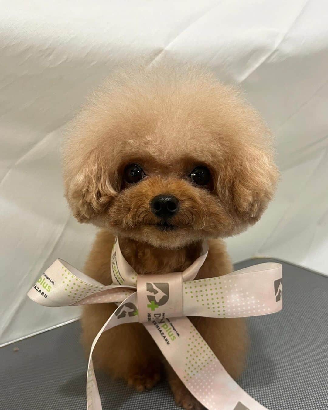 大沢ケイミのインスタグラム：「🐶✂️」