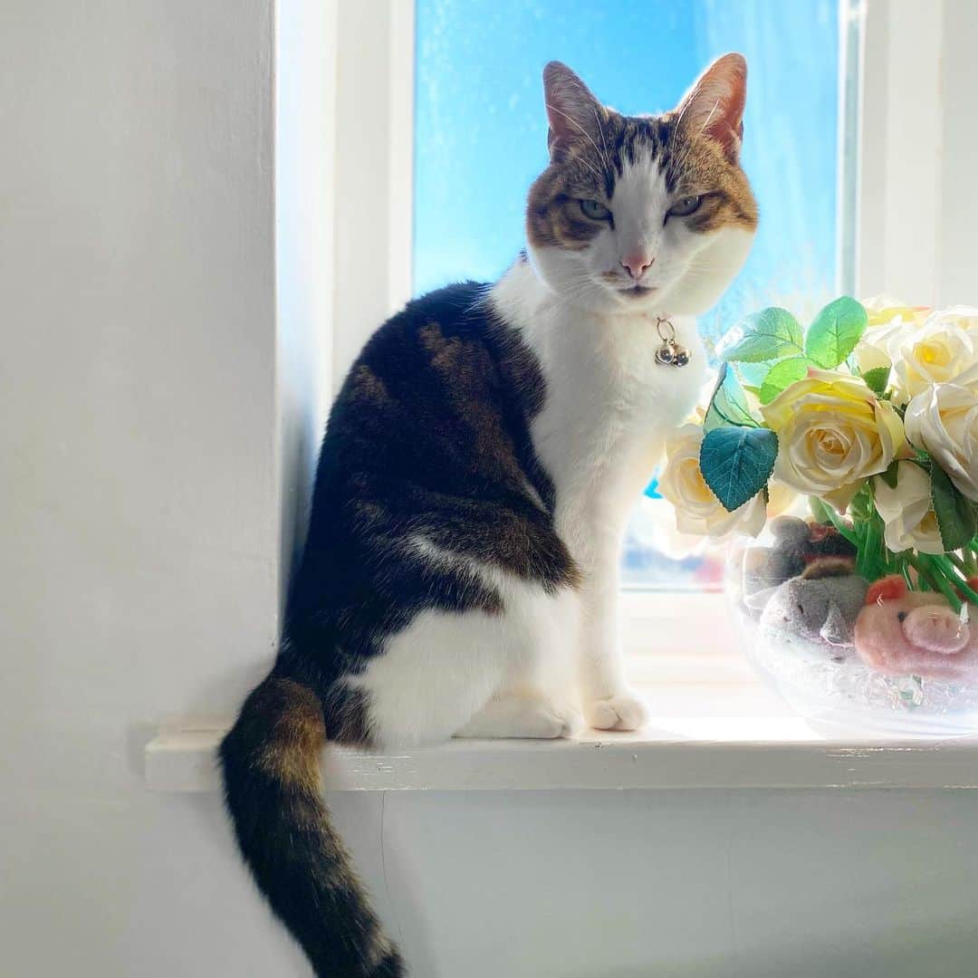 Misty The Moggieのインスタグラム：「Window cat #cat #kitty #pet」