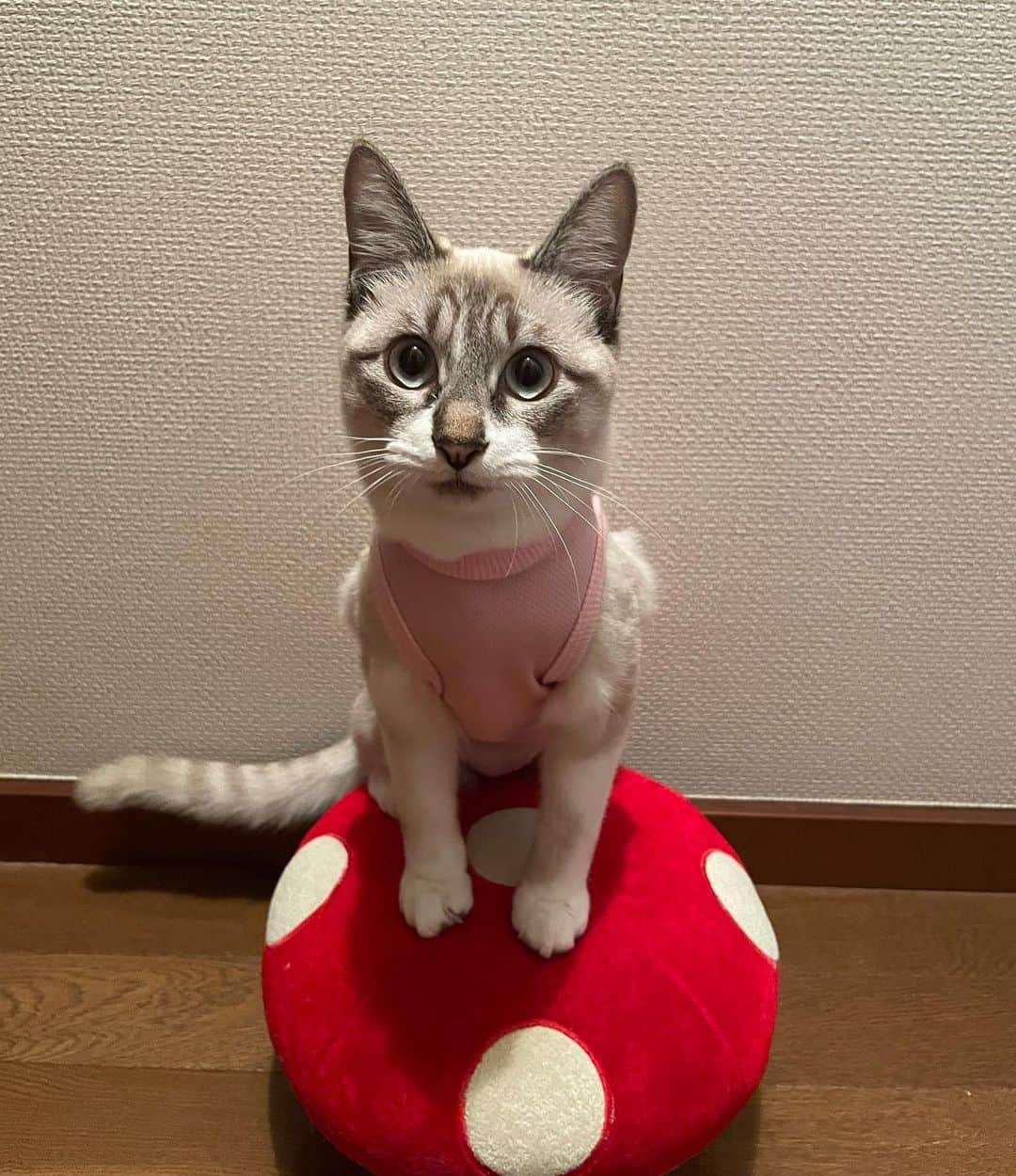 にゃんすくんのインスタグラム