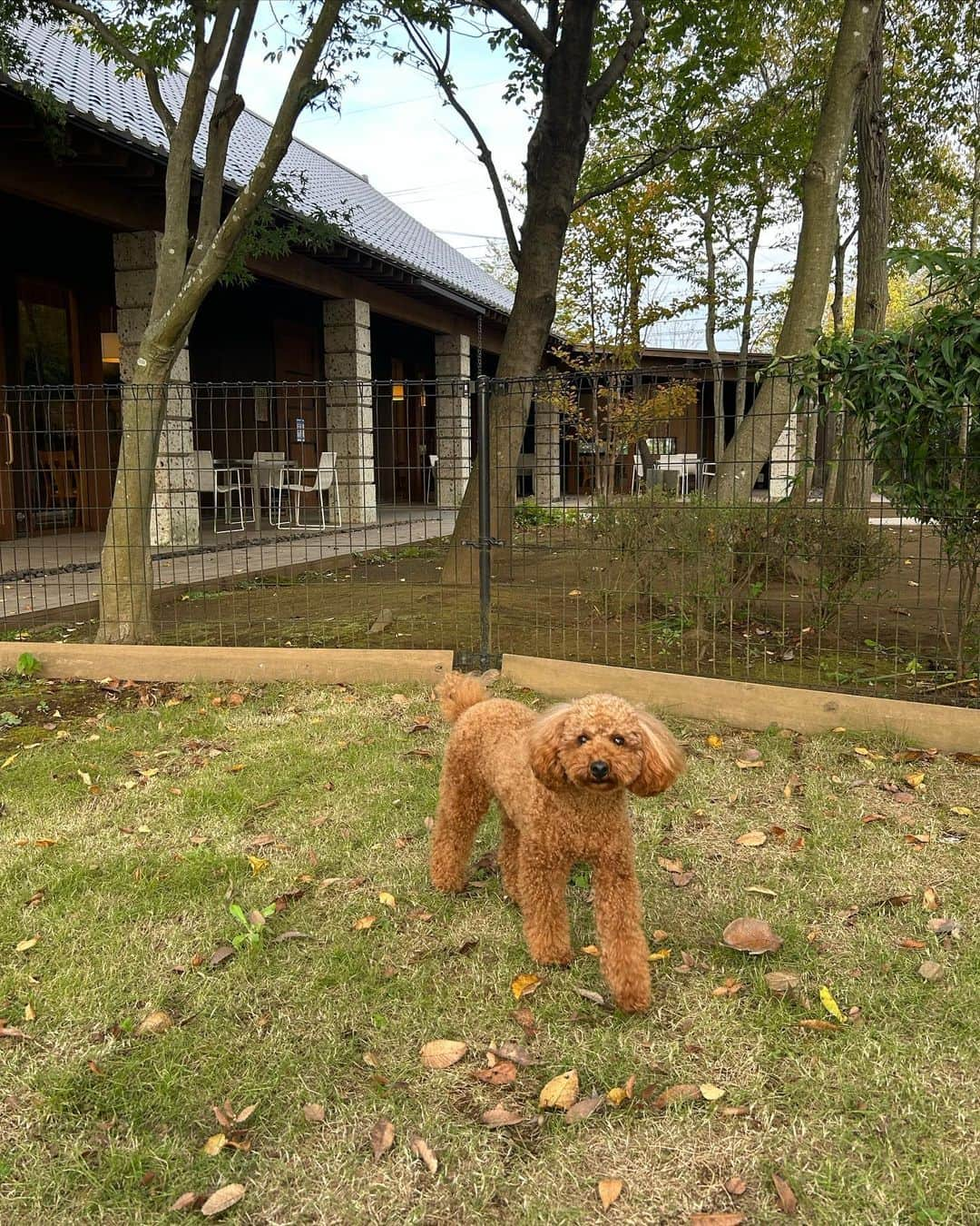 木下桜さんのインスタグラム写真 - (木下桜Instagram)「. 気になってたレストランでランチ🍽️ おしゃれ空間やった〜〜😮‍💨🍃 ドッグランも併設でカイルも嬉しそう🐶♡ #トラットリアアグレステ   レイヤード楽しめるトップスはこの時期重宝🫱🏻‍🫲🏼✨ もう少し寒くなったらタートル合わせしたい！♡ #yo__style   ディープVネックルーズニット @bonjoursagan   #bonjoursagan #bs_style #ボンサガ」11月3日 16時55分 - yo_kinoshita