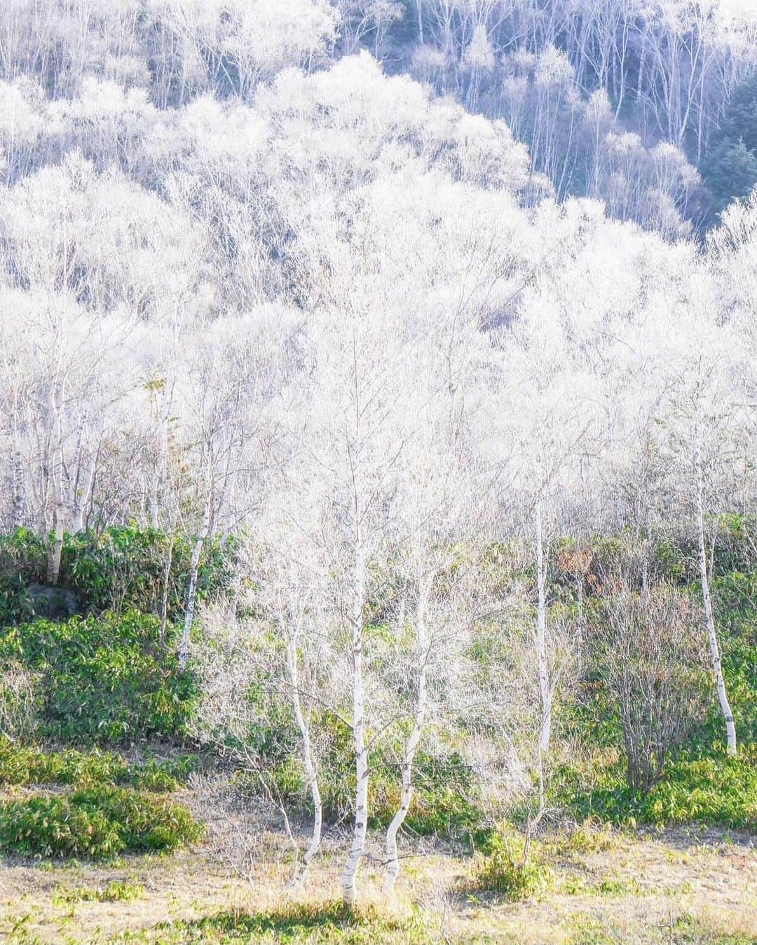 ?長野県 観光 公式インスタグラム のインスタグラム：「// Photo by @saitomokiti  冬を迎える 「志賀高原」　 ＠山ノ内町  四季ごとに変化する景色を楽しめる「志賀高原」  紅葉した木々も、これからの季節は真っ白な氷に覆われ、 一面美しい冬景色に❄️✨️  12月には、高低差1,000mのフィールドに大小18のスキー場がオープンし、 透き通る空気の中思いっきり滑走を楽しむことができますよ😀✨️  ＝＝＝＝＝＝＝＝＝  Shiga Kogen (Yamanouchi Town)  The highlands of Shiga Kogen offer beautiful scenery in all four seasons.  After the fall foliage drops from the trees, their branches will soon be covered in frost, carpeting the highlands in white.  In December, the 18 ski resorts of Shiga Kogen open for the season, so you can ski and snowboard around this picturesque landscape to your heart’s content.  ＿＿＿＿＿＿＿＿＿　  Location / Yamanouchi Town , Nagano , Japan   #長野のいいところ #志賀高原 #山ノ内町 #日本みどりのプロジェクト   ＿＿＿＿＿＿＿＿＿  🍁インスタアワード秋冬⛄作品募集中📷  #長野の列車旅秋冬 撮影場所(長野県内に限ります) をキャプションに入れて 応募期間（10/16～1/31）に投稿してください。 優秀作品に選ばれると 長野県特産品セットをプレゼント🎁」