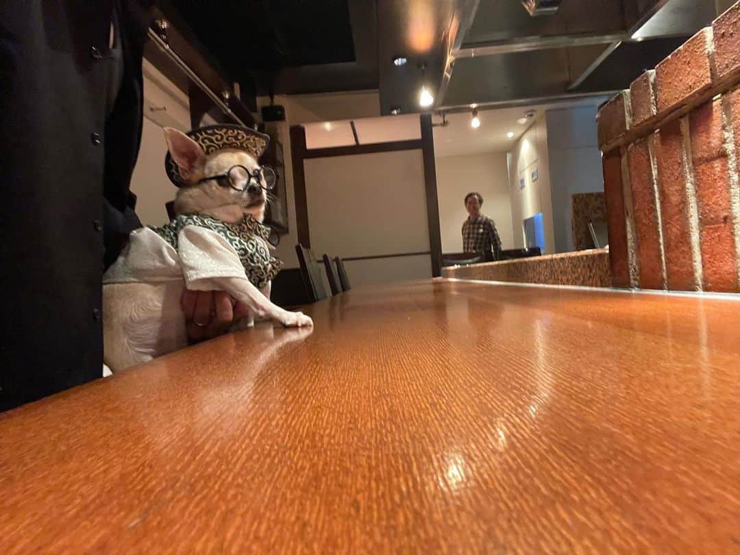 紋次郎のインスタグラム：「本日はうしさん　@hirominne_119 さんの誕生日イブ コロナ禍ぶりに六本木のやさいやさんでお祝い🥂 相変わらずのドッグフレドリーさ！にもかかわらずこだわり野菜に最高のハンバーグいただきました！ @teppanyaki_yasaiya_dogs  #dog#dogstagram#instadog#chihuahua#barkbox#mydogiscutest#buzzfeed#dog_features#fluffypack#barkpack#dogsofinstagram#犬#チワワ#手作り#handmade#着物#fashion#紋次郎一家#チーム茶#ふわもこ部#igersjp#peco犬部#dogfashion #whisky」