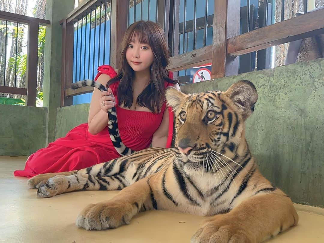 星野めいさんのインスタグラム写真 - (星野めいInstagram)「🐅 Taiger Kingdom 🐅  ここに行きたくて今回の旅行はプーケットにしたんです✈️  1番大きい虎ちゃんとその日1番小さかった虎ちゃんと撮りました⭐️  実際見るとほんとに大きくてかっこよくて怖いんだけど、 仕草があまりにも猫で不思議な感覚...🙄  小さい虎ちゃんはとても自由でかわいい♡   ハイライトに飼育員さんが撮ってくれた激かわ虎ちゃん動画が載ってるのでそちらもぜひ見てね🫶🏻  混んでるわけじゃないけど、待ち時間が多いから午前中がオススメでした⏳  #プーケット #プーケット旅行　#女子旅　#thailand  #タビジョ　#phuket  #タイガーキングダム #taigerkingdom #タイ旅行」11月3日 17時36分 - pometaaan