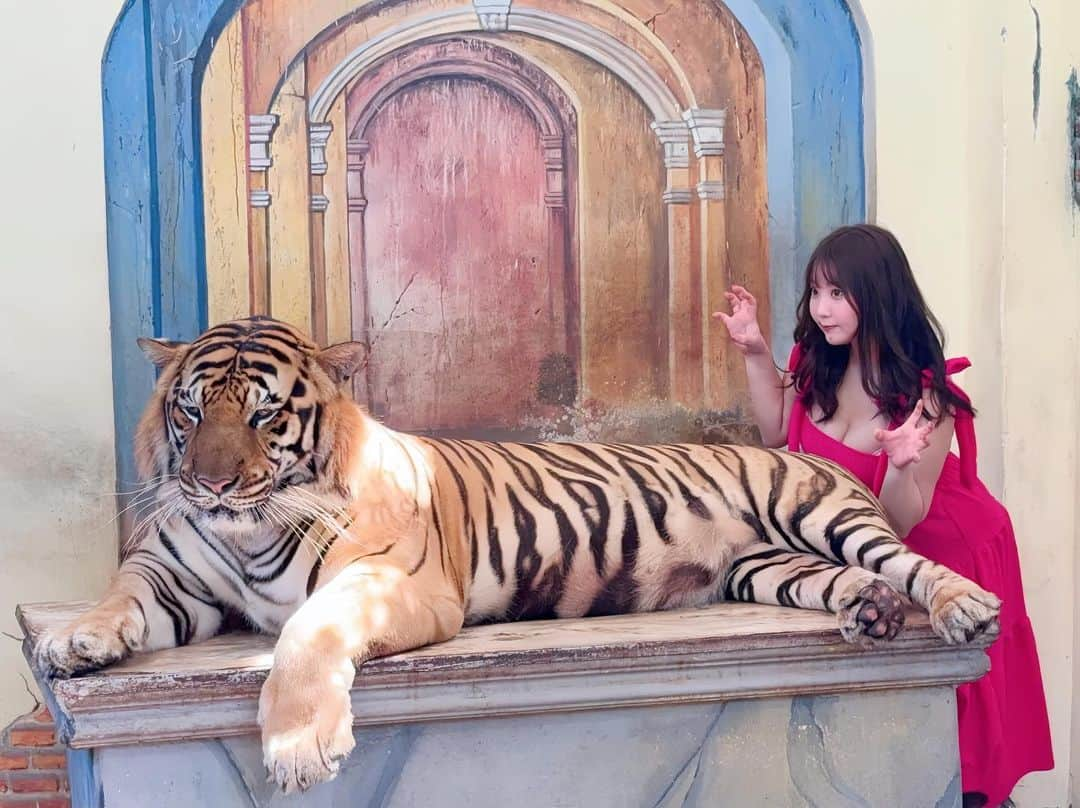 星野めいさんのインスタグラム写真 - (星野めいInstagram)「🐅 Taiger Kingdom 🐅  ここに行きたくて今回の旅行はプーケットにしたんです✈️  1番大きい虎ちゃんとその日1番小さかった虎ちゃんと撮りました⭐️  実際見るとほんとに大きくてかっこよくて怖いんだけど、 仕草があまりにも猫で不思議な感覚...🙄  小さい虎ちゃんはとても自由でかわいい♡   ハイライトに飼育員さんが撮ってくれた激かわ虎ちゃん動画が載ってるのでそちらもぜひ見てね🫶🏻  混んでるわけじゃないけど、待ち時間が多いから午前中がオススメでした⏳  #プーケット #プーケット旅行　#女子旅　#thailand  #タビジョ　#phuket  #タイガーキングダム #taigerkingdom #タイ旅行」11月3日 17時36分 - pometaaan