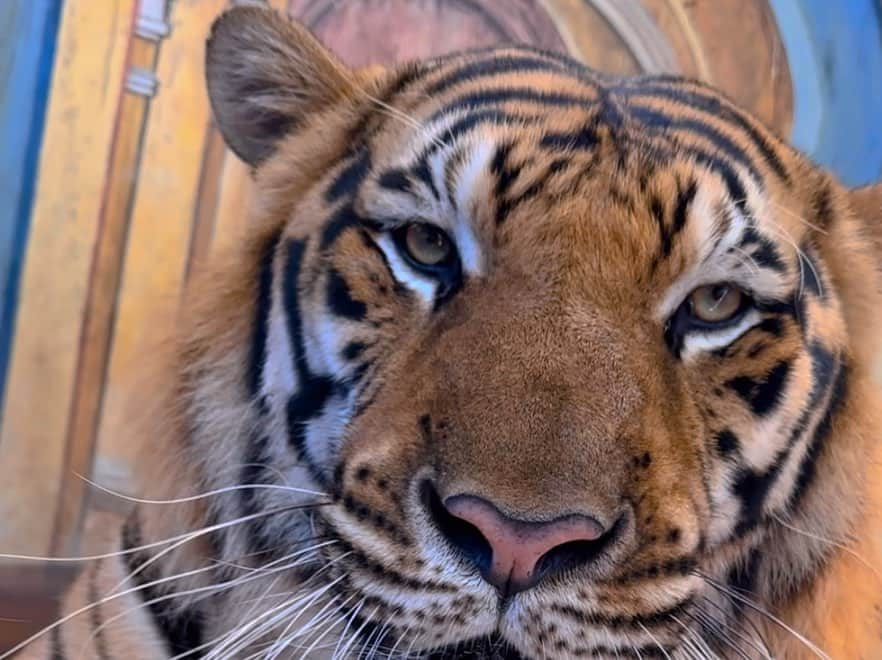 星野めいさんのインスタグラム写真 - (星野めいInstagram)「🐅 Taiger Kingdom 🐅  ここに行きたくて今回の旅行はプーケットにしたんです✈️  1番大きい虎ちゃんとその日1番小さかった虎ちゃんと撮りました⭐️  実際見るとほんとに大きくてかっこよくて怖いんだけど、 仕草があまりにも猫で不思議な感覚...🙄  小さい虎ちゃんはとても自由でかわいい♡   ハイライトに飼育員さんが撮ってくれた激かわ虎ちゃん動画が載ってるのでそちらもぜひ見てね🫶🏻  混んでるわけじゃないけど、待ち時間が多いから午前中がオススメでした⏳  #プーケット #プーケット旅行　#女子旅　#thailand  #タビジョ　#phuket  #タイガーキングダム #taigerkingdom #タイ旅行」11月3日 17時36分 - pometaaan