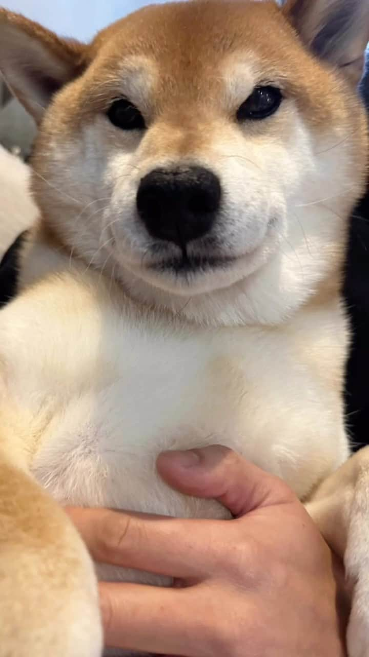 Shibainu Pontaのインスタグラム